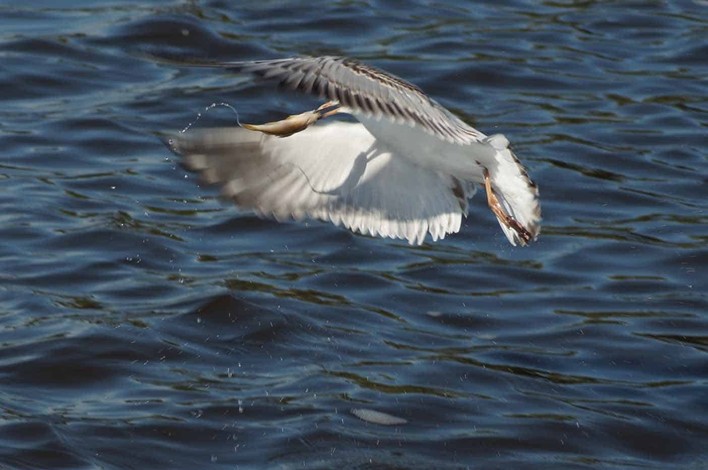 visser de alde feanen