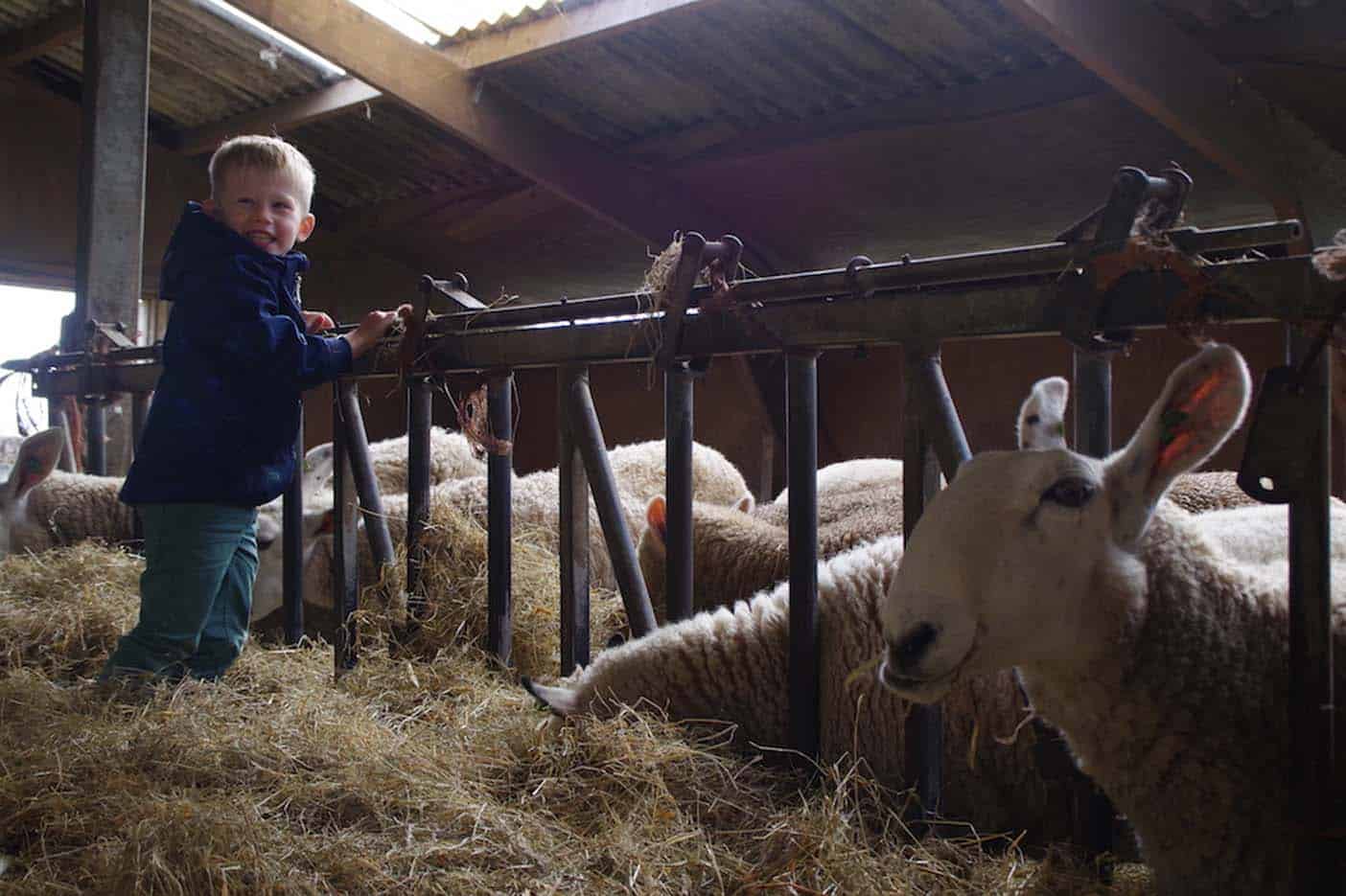 Lammetjes knuffelen op Texel