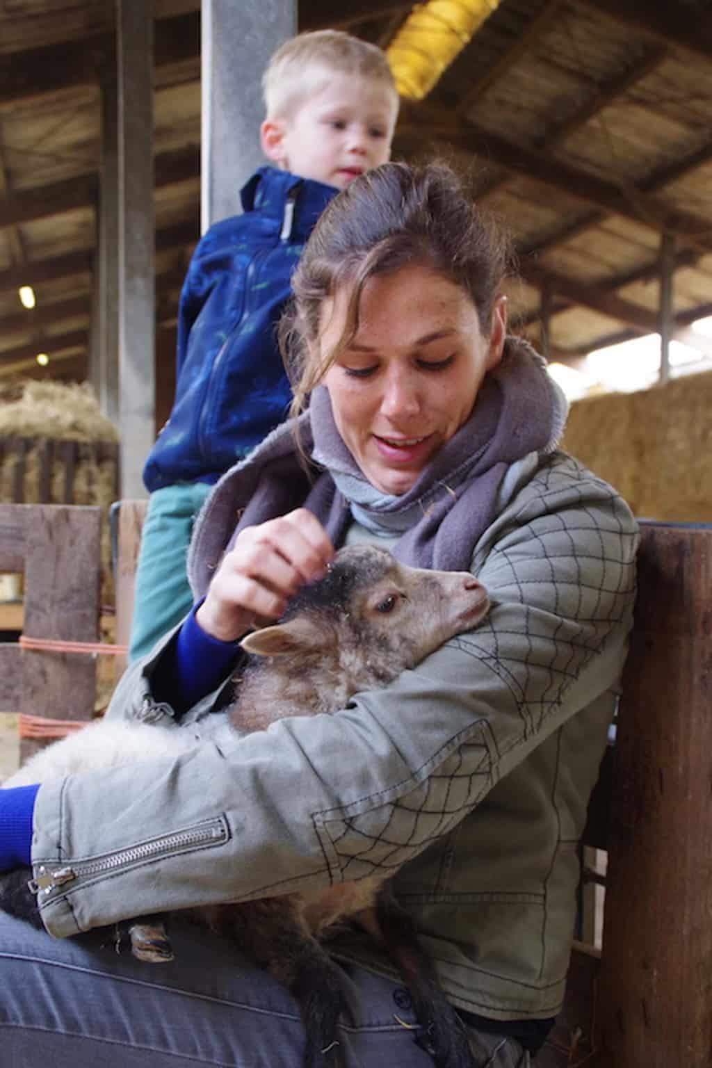 Lammetjes knuffelen op Texel