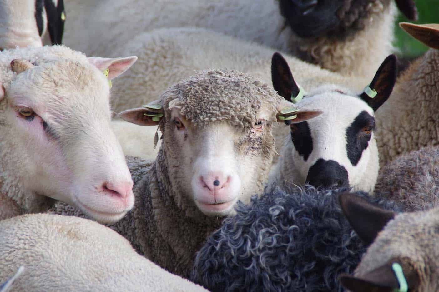 Lammetjes knuffelen op Texel