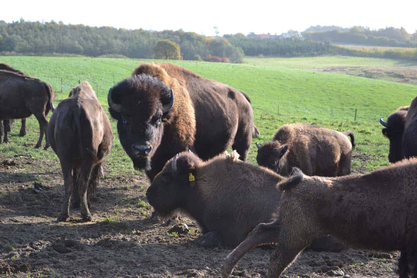 bisonfarm denemarken