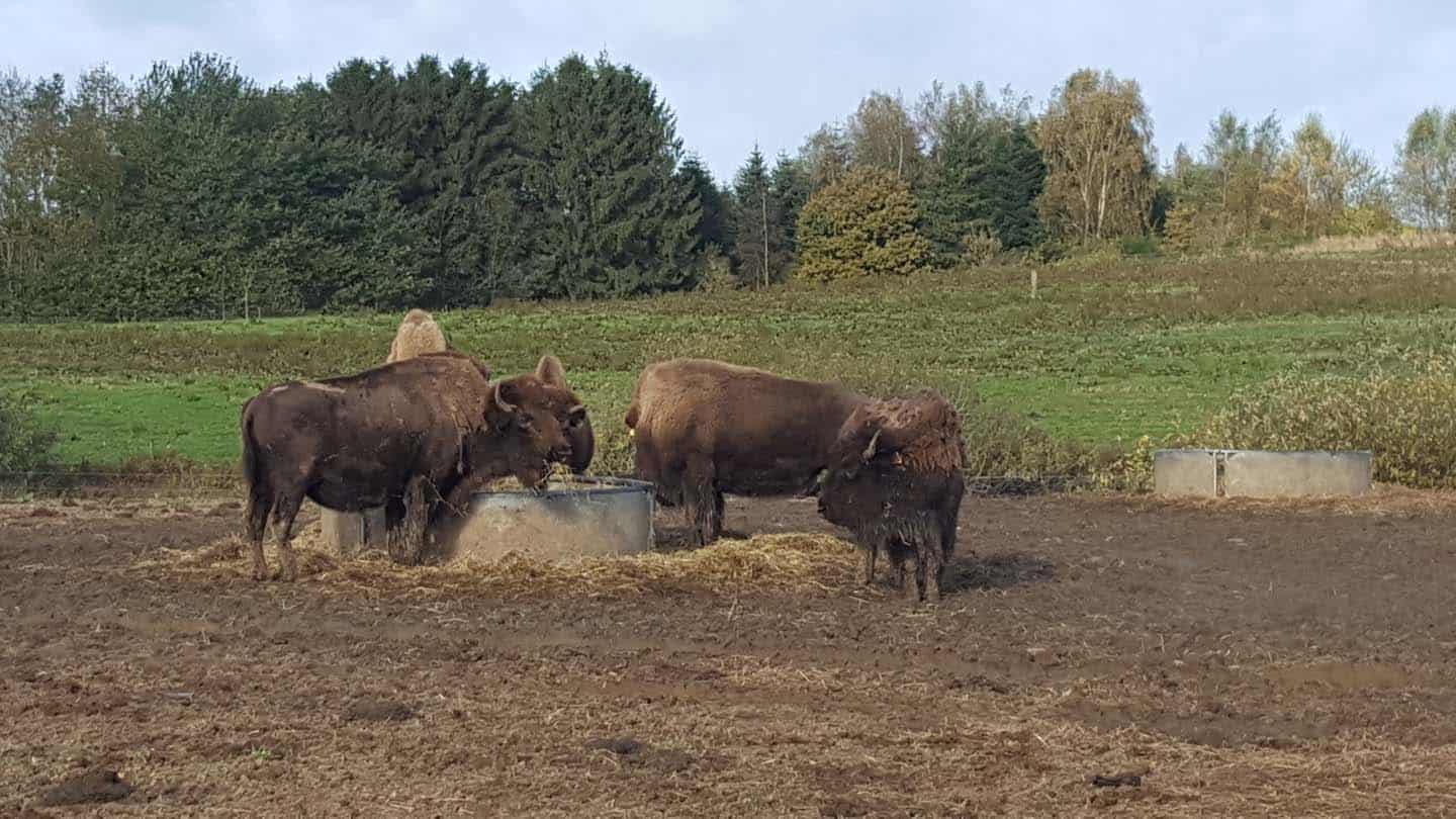 bisonfarm denemarken