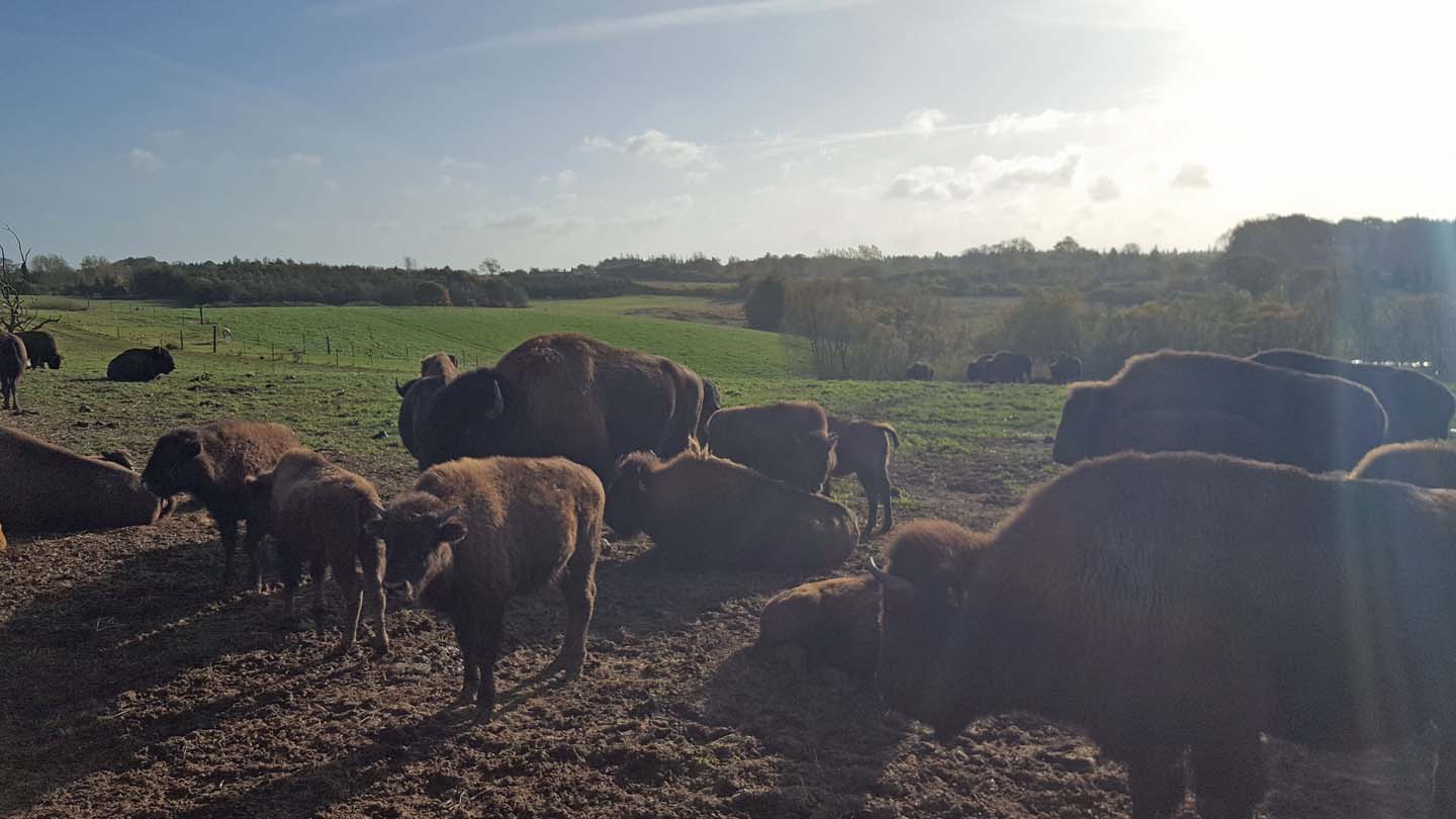 bisonfarm denemarken