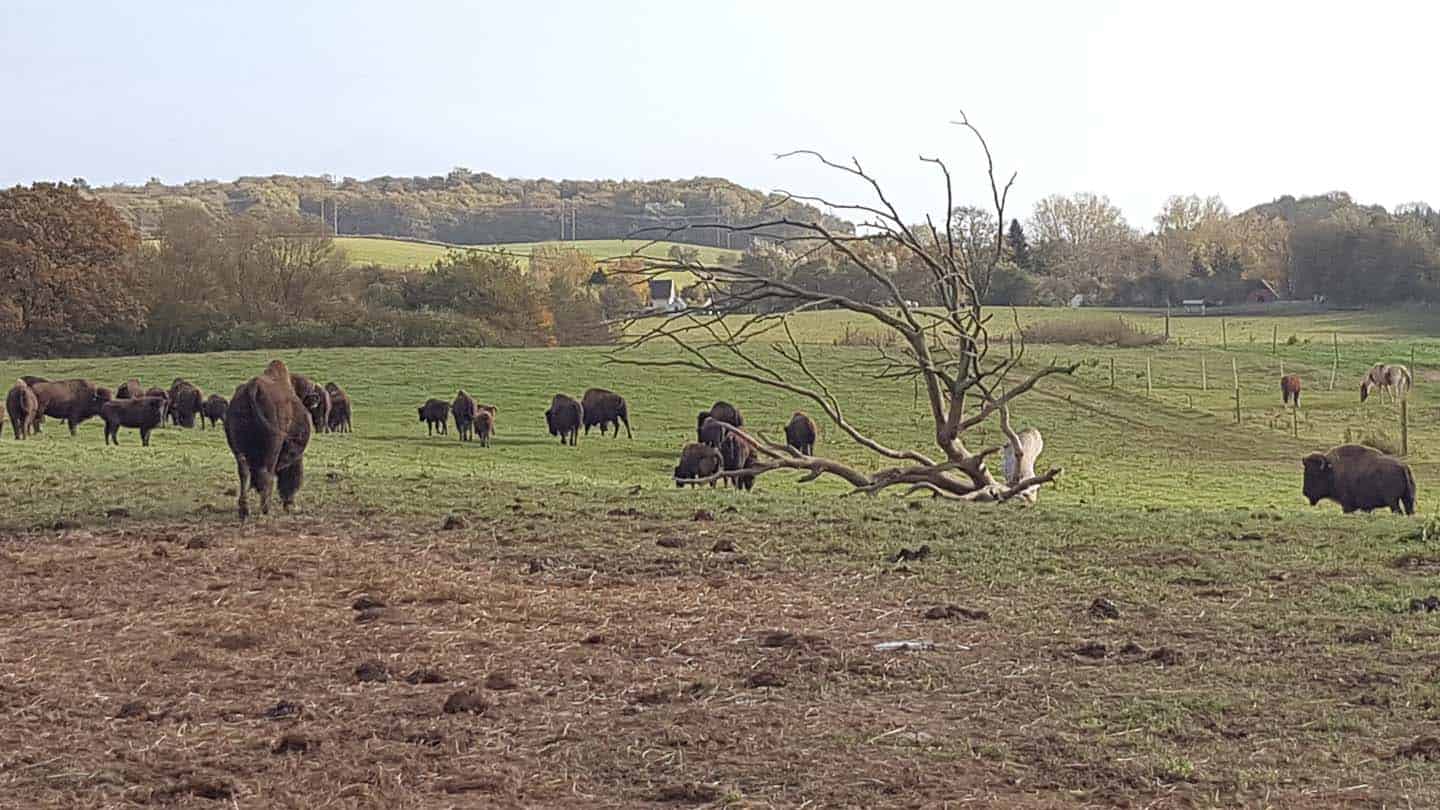 bisonfarm_denemarken5