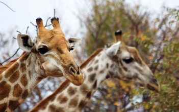 Safari met kinderen, de beste landen en tips! tuinroute safari
