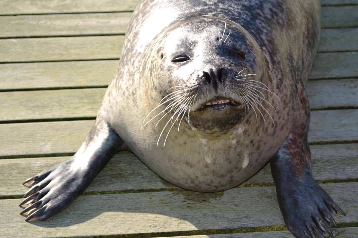 zeehonden denemarken Fjord&Baelt