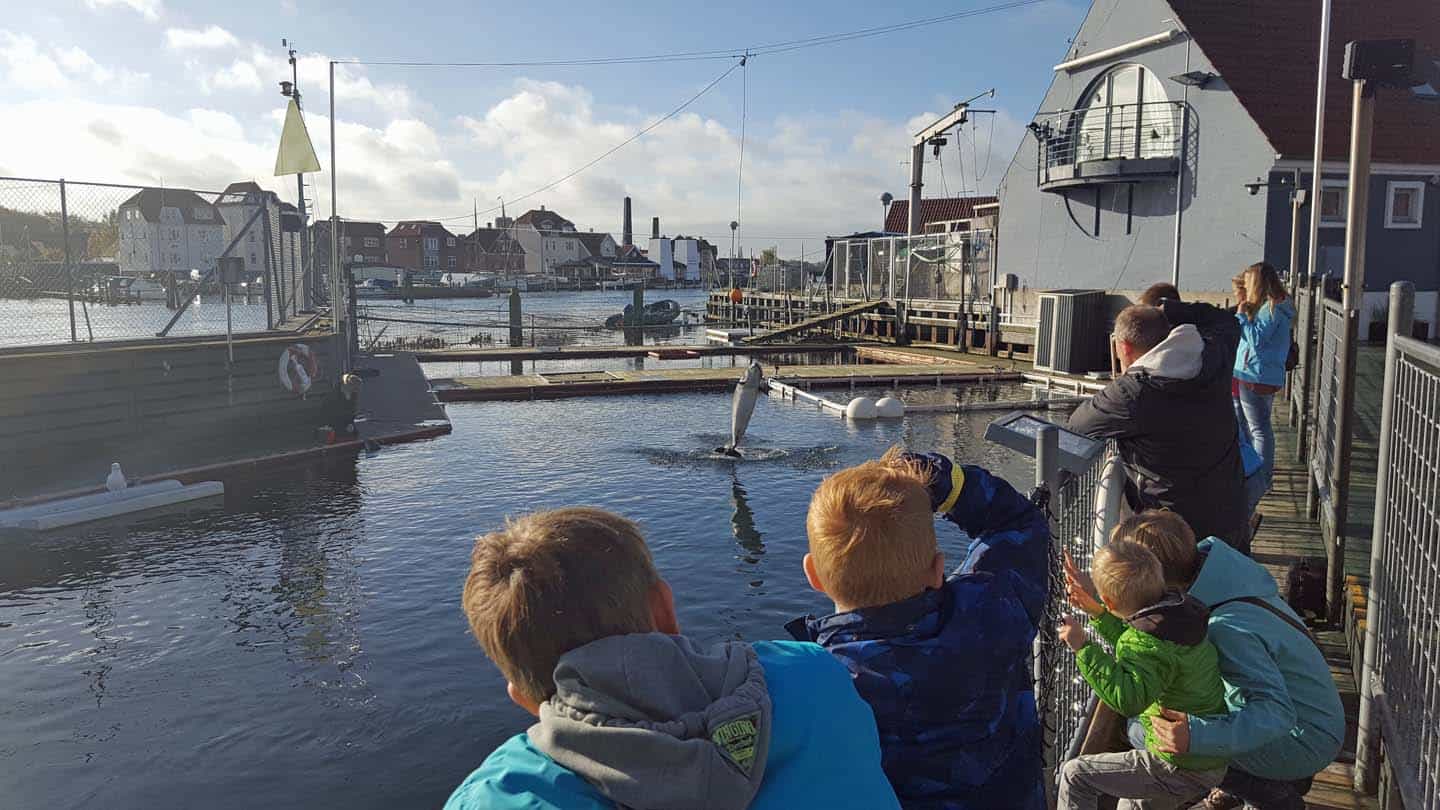 zeehonden denemarken Fjord&Baelt