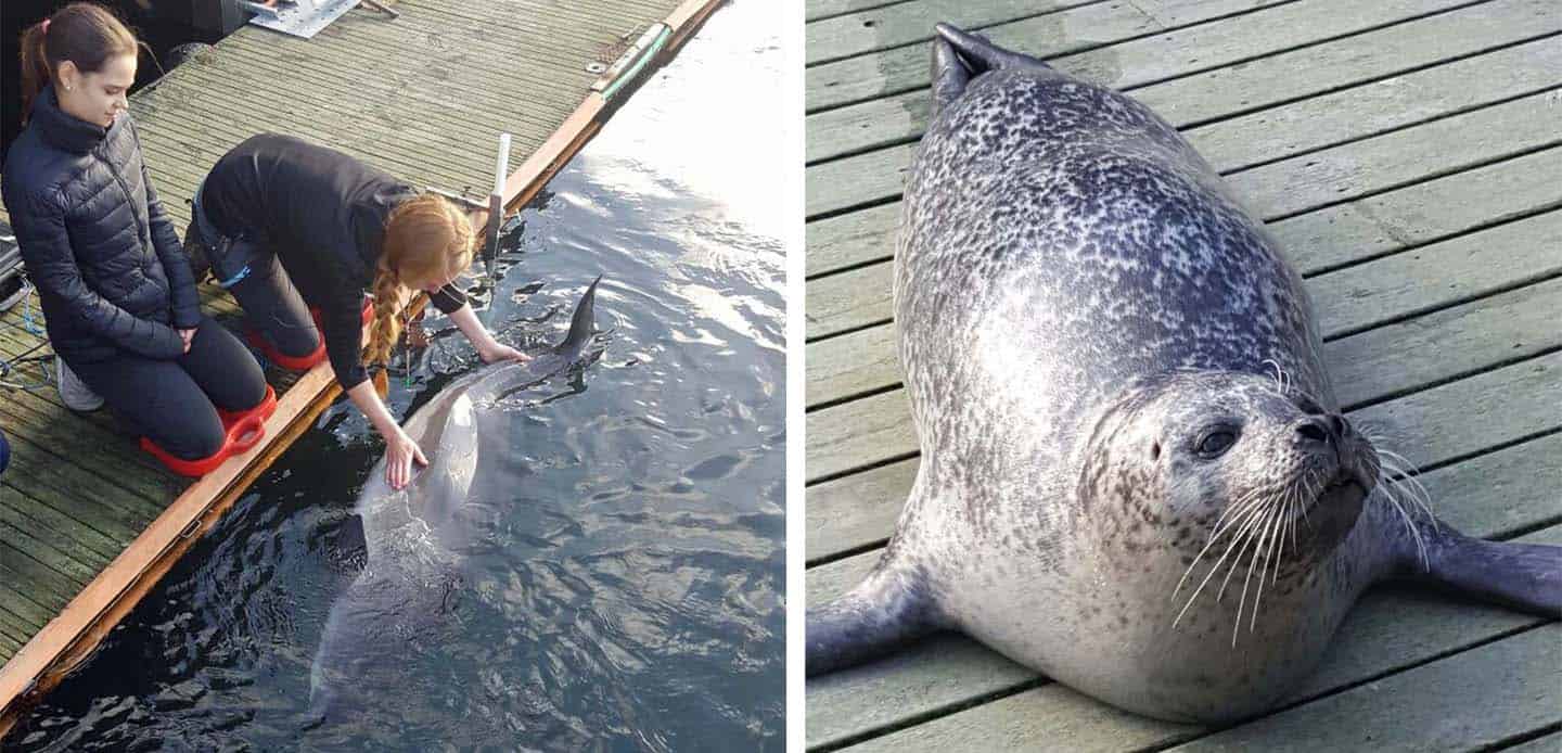 zeehonden denemarken Fjord&Baelt