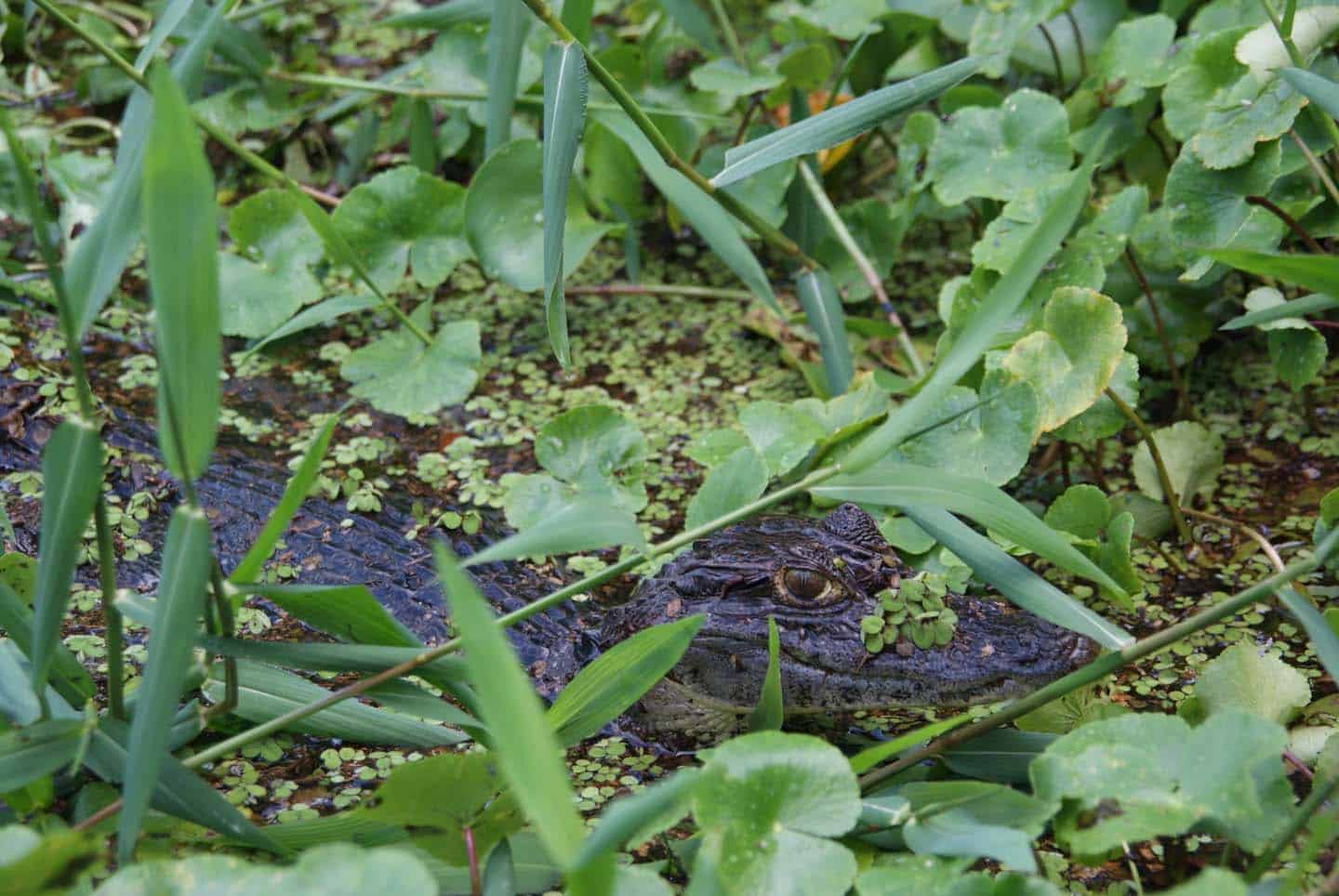 Tortuguero Nationaal Park 