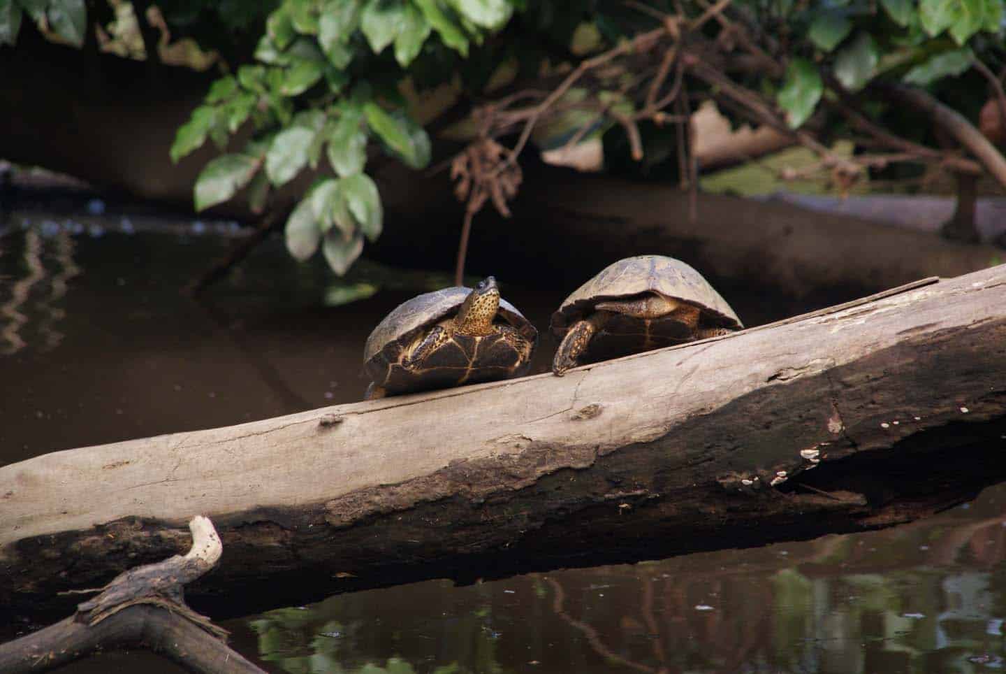 Tortuguero Nationaal Park 