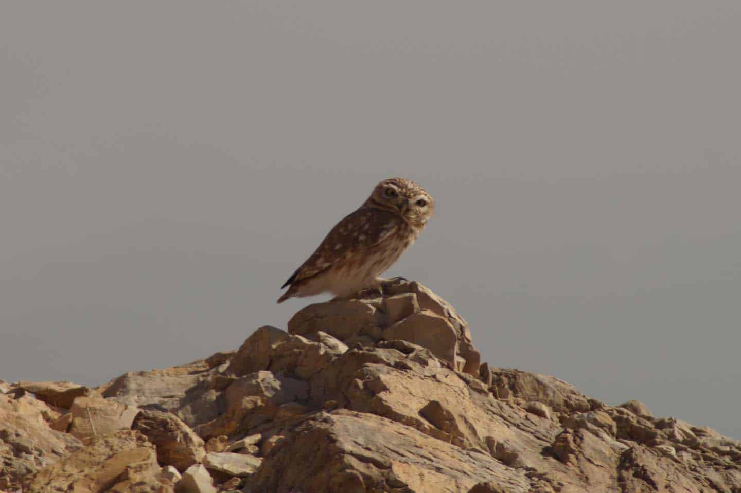 dieren woestijn in israel