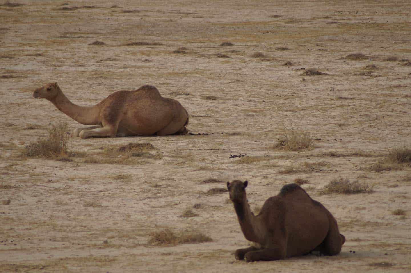 dieren woestijn in israel