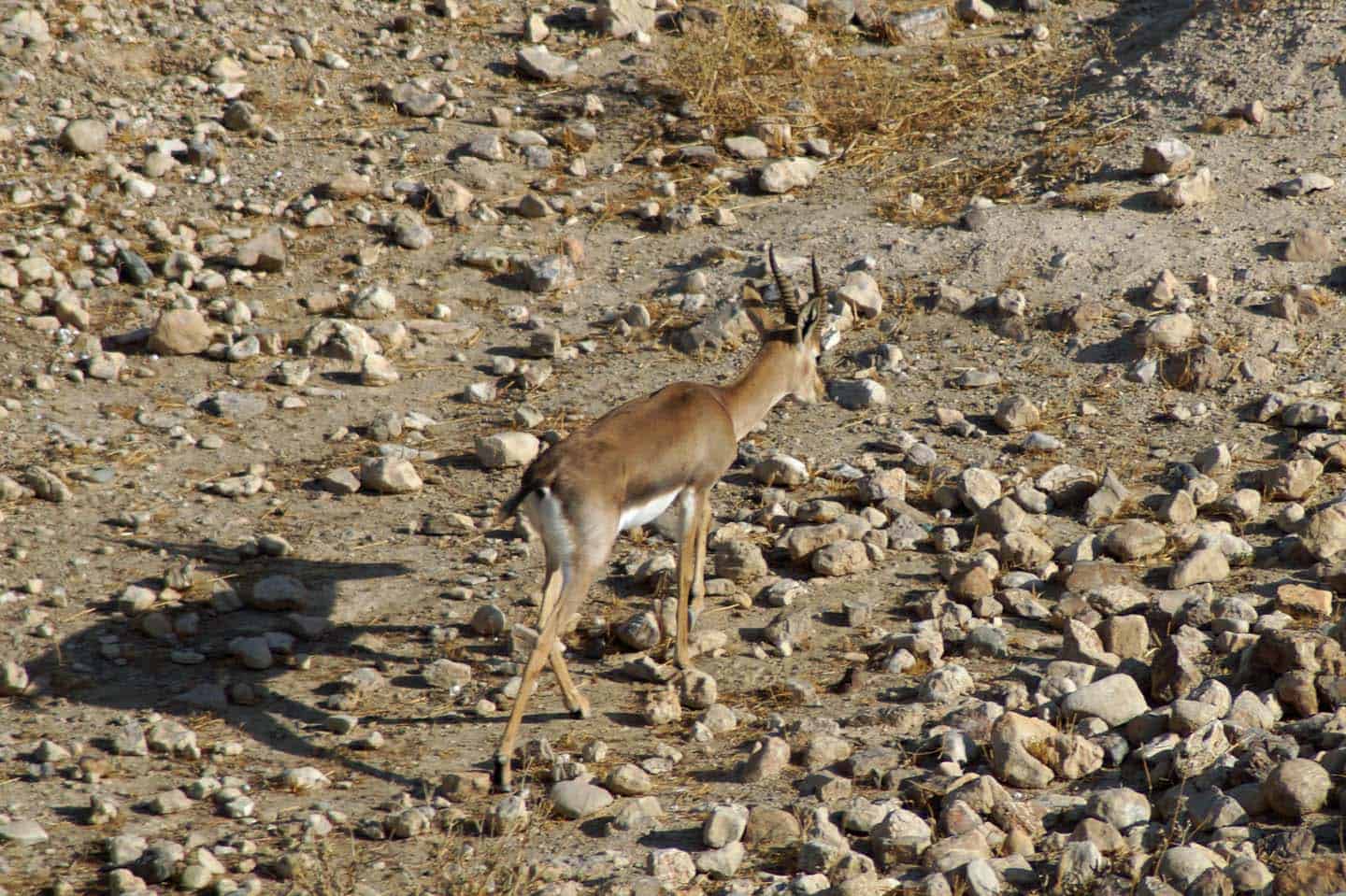 dieren woestijn in israel