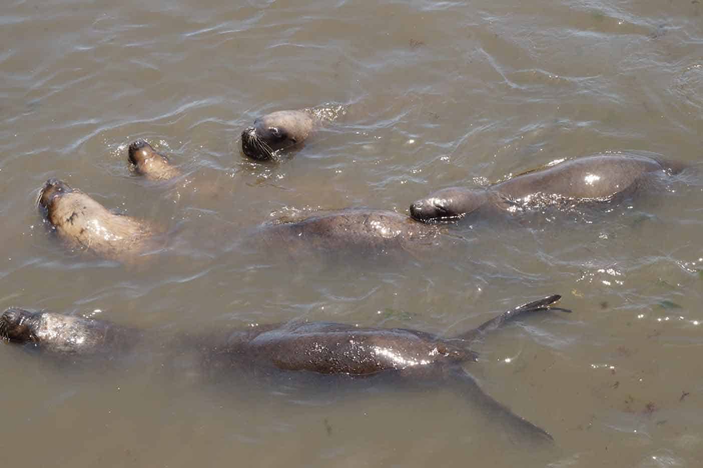 zeehonden vismarkt iquique