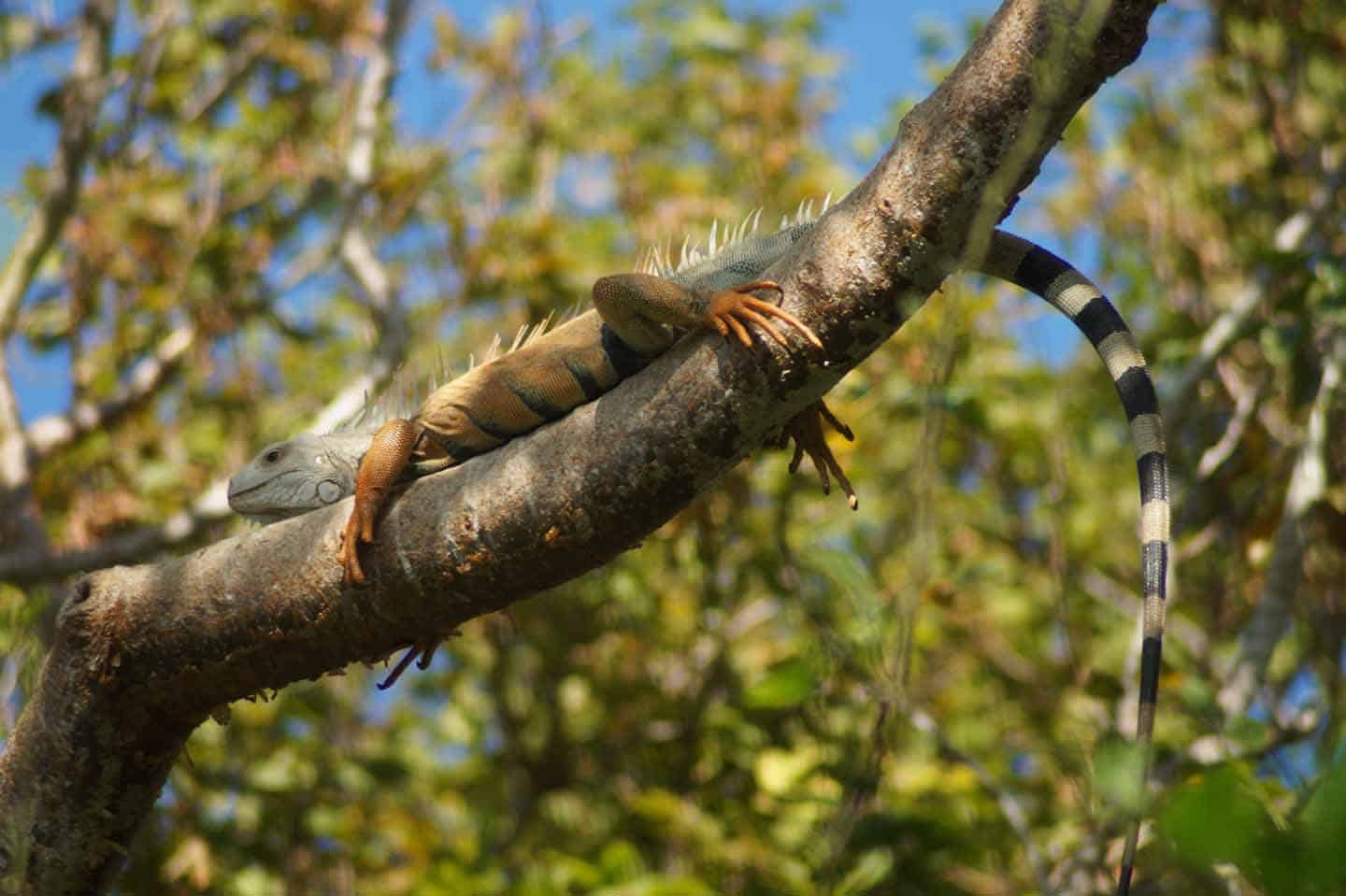 isla grande rosario eilanden