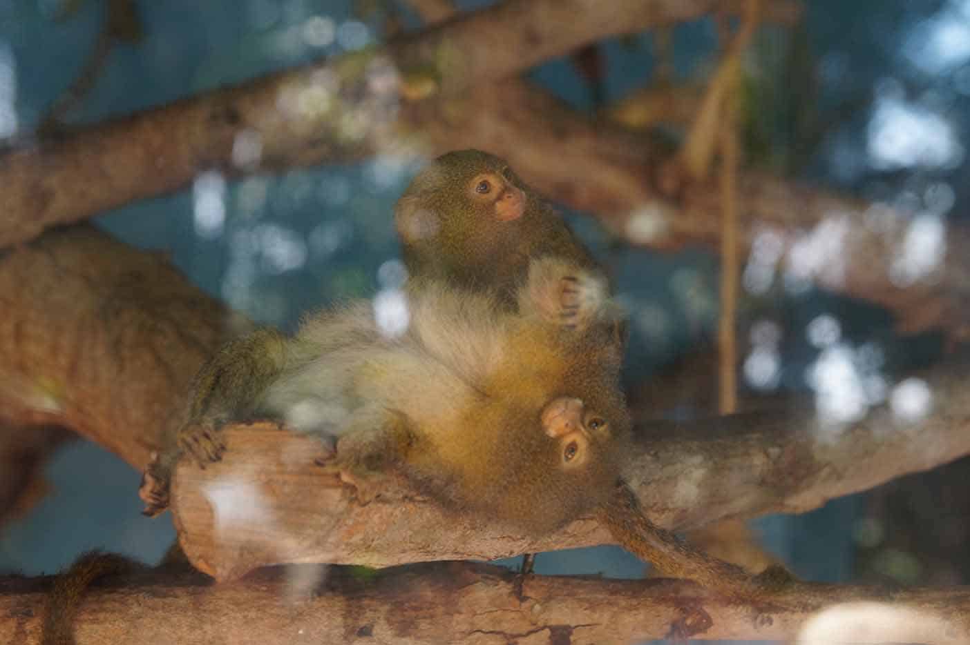 Park de las Leyendas dierentuin lima