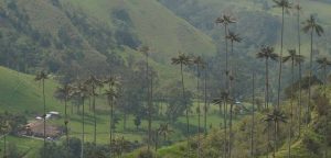 cocora vallei wandeling