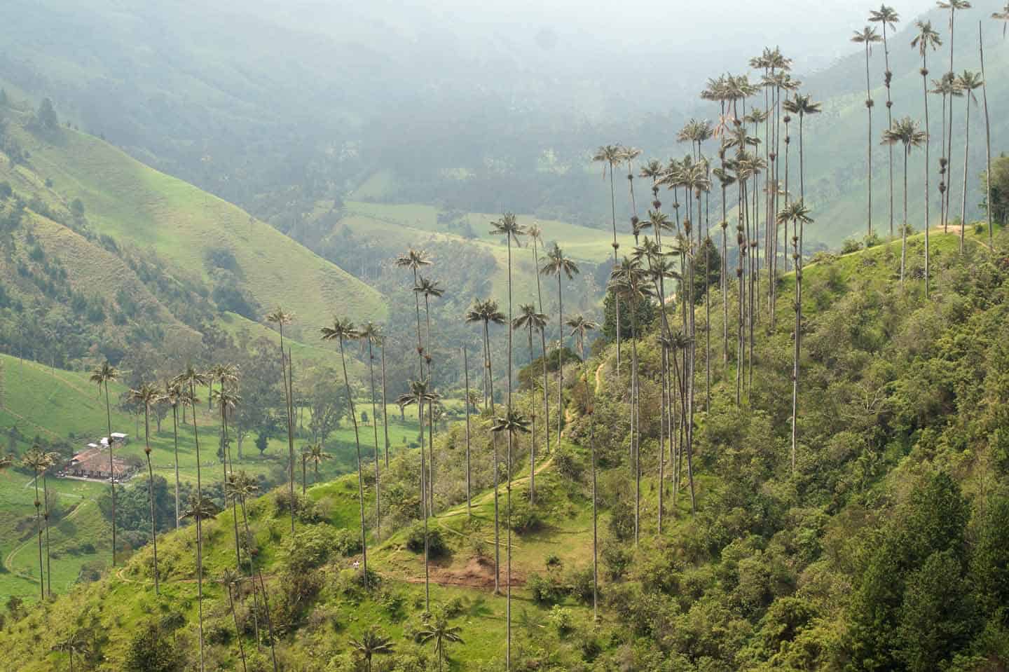 cocora vallei wandeling