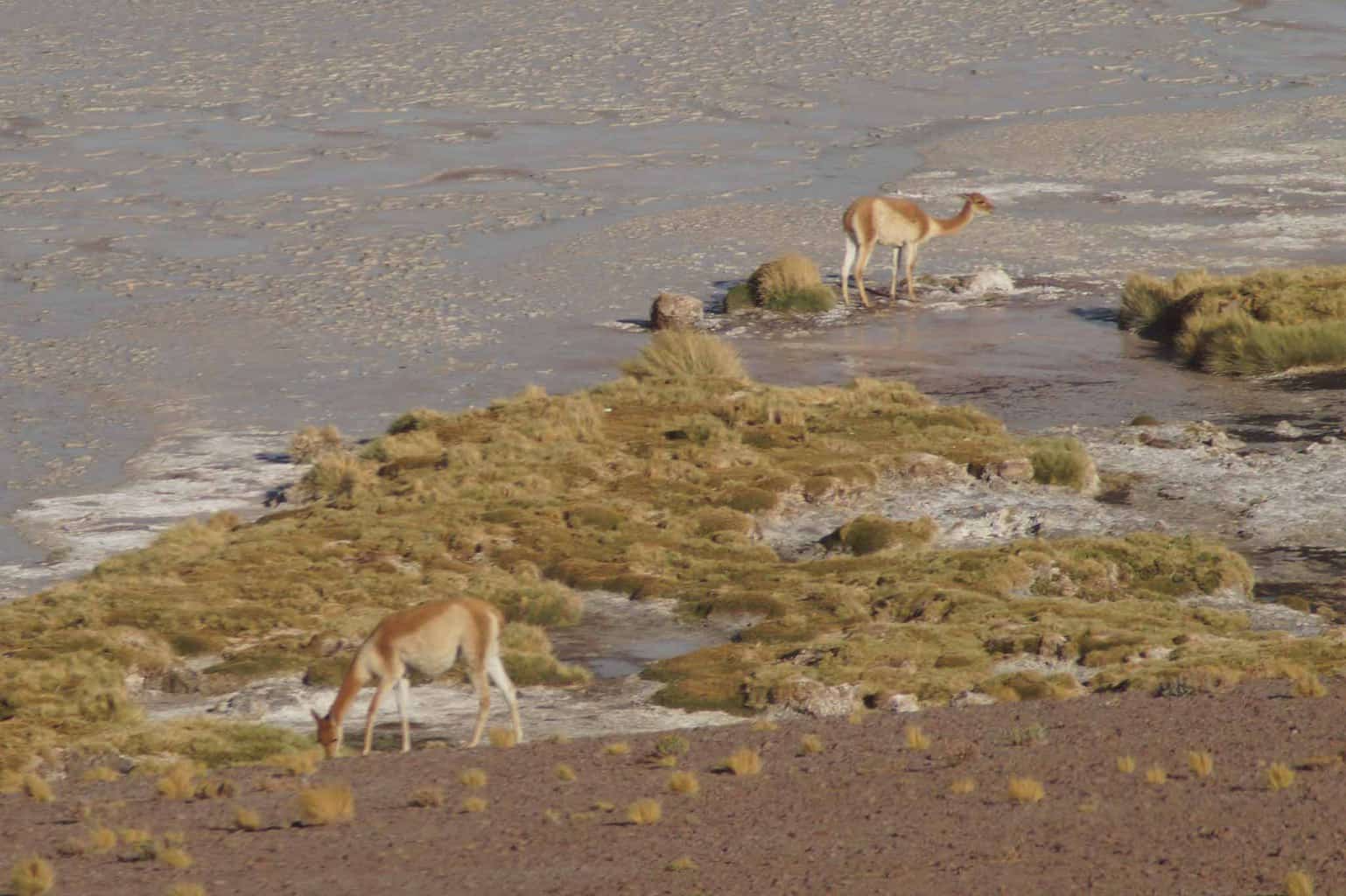 Salar Uyuni