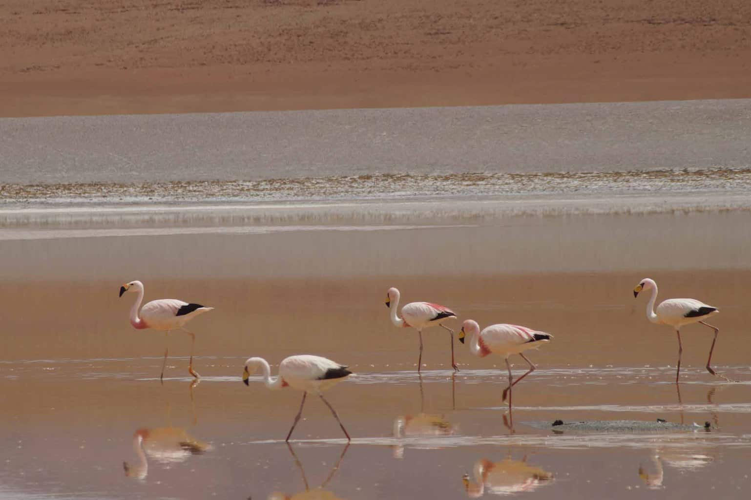 Salar uyuni