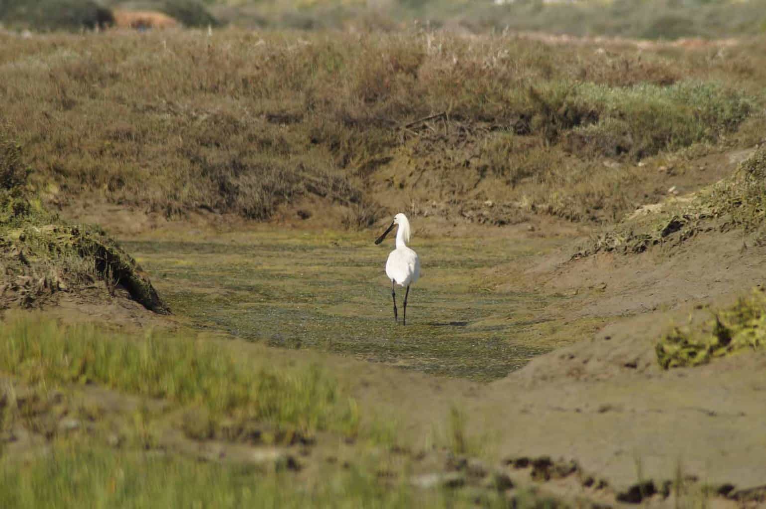 ria formosa