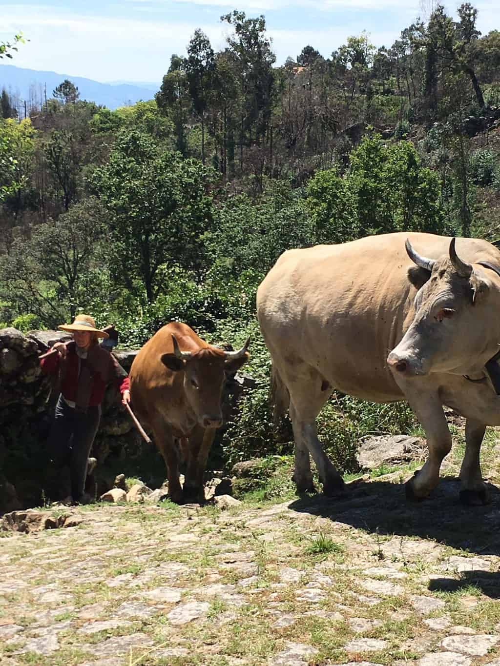 Wandelen Serra D’Arga