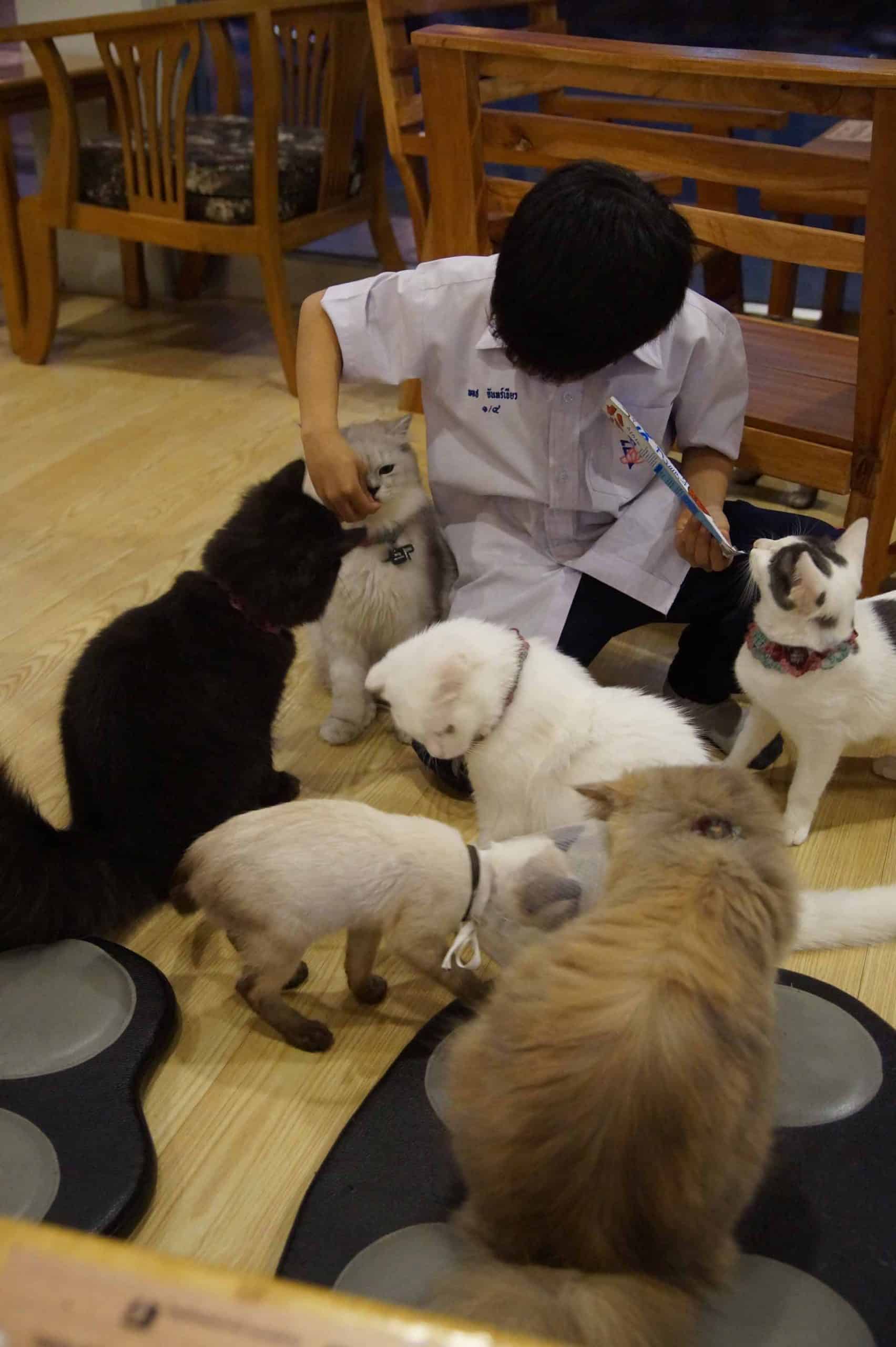 Chiang Rai kattencafe