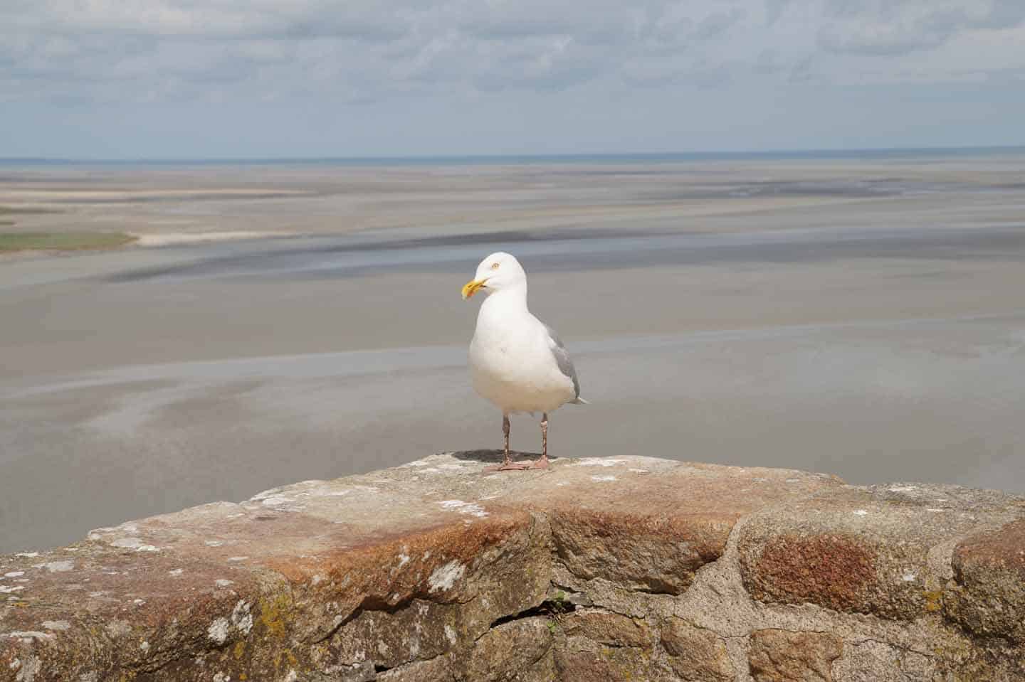 mt saint michel met kind