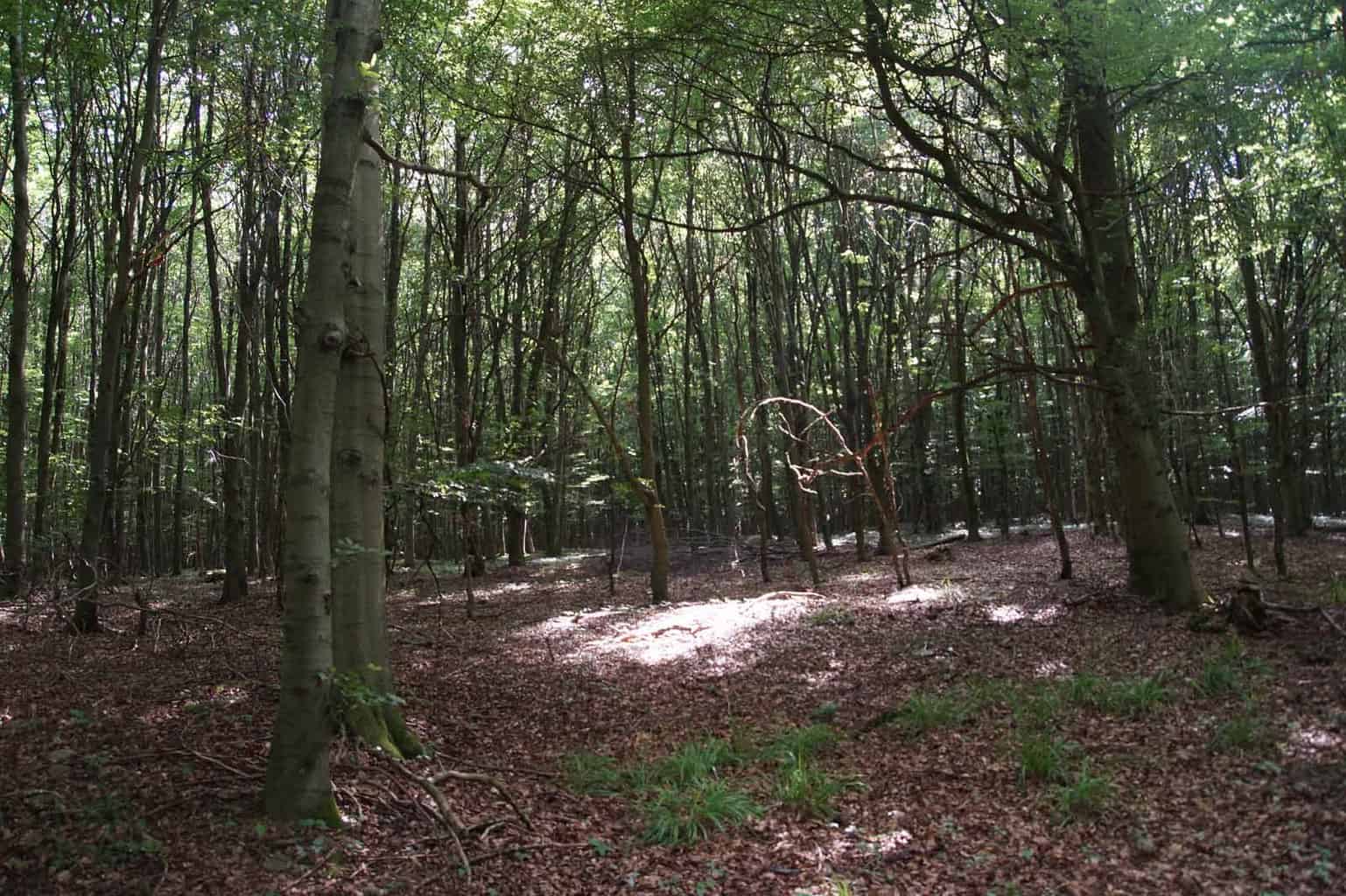 wilde weg eifel wandelen