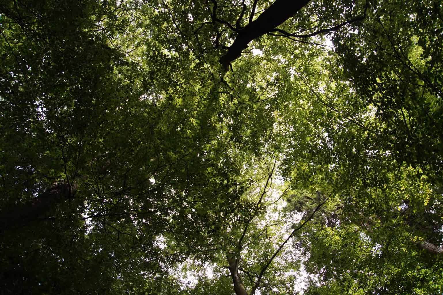 wilde weg eifel wandelen