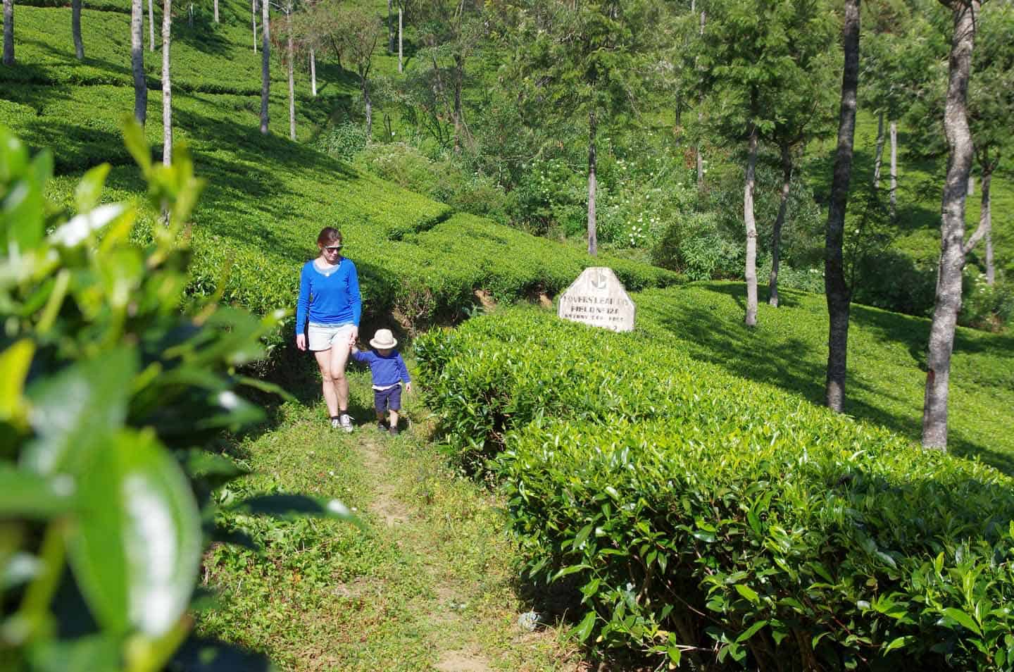 Nuwara Eliya