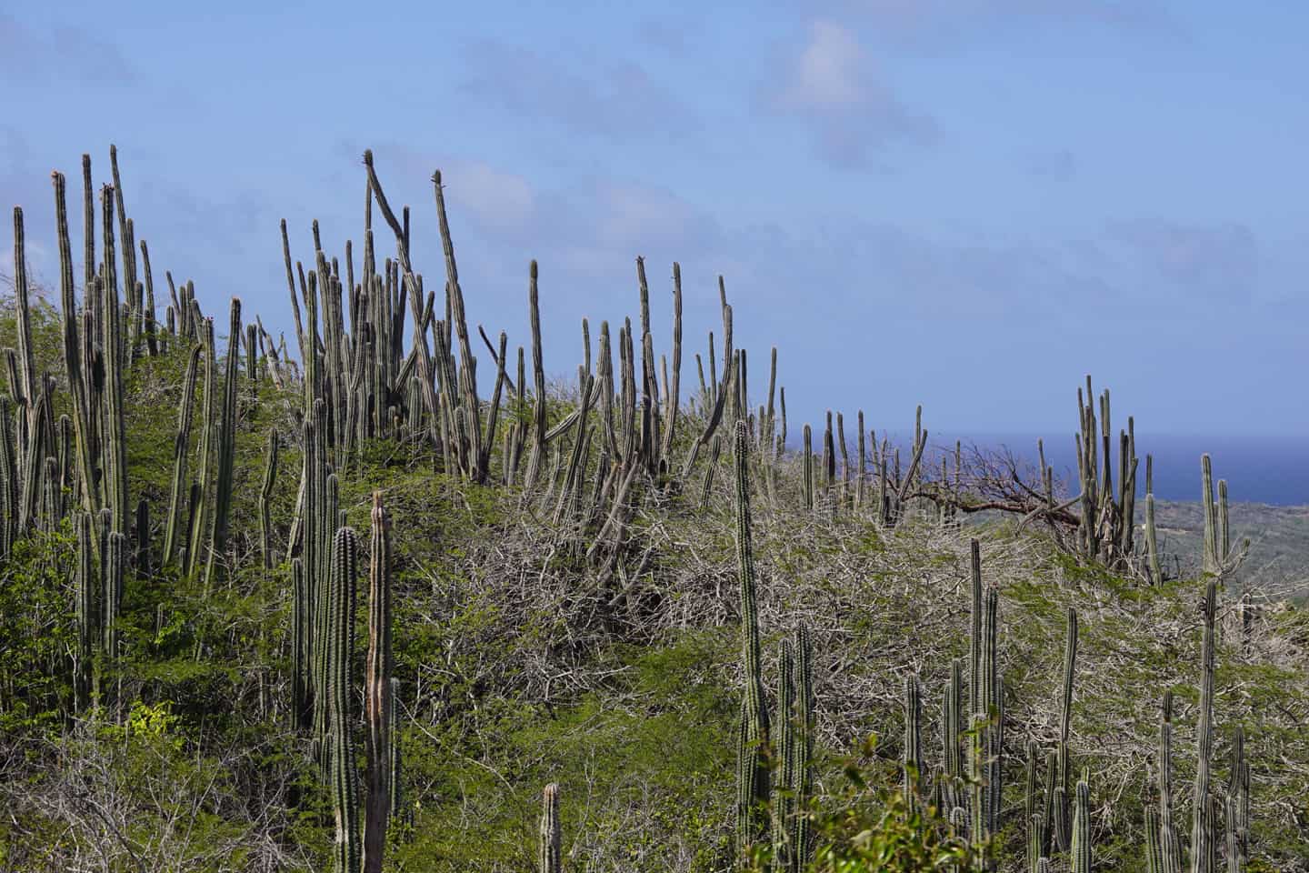 bonaire met kinderen