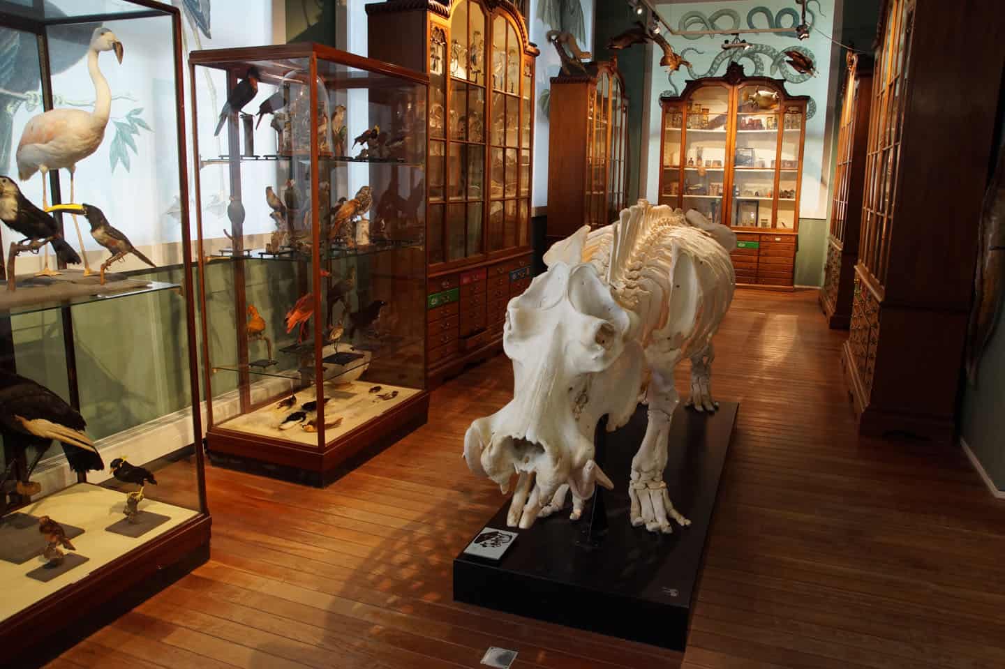 Universiteitsmuseum Utrecht