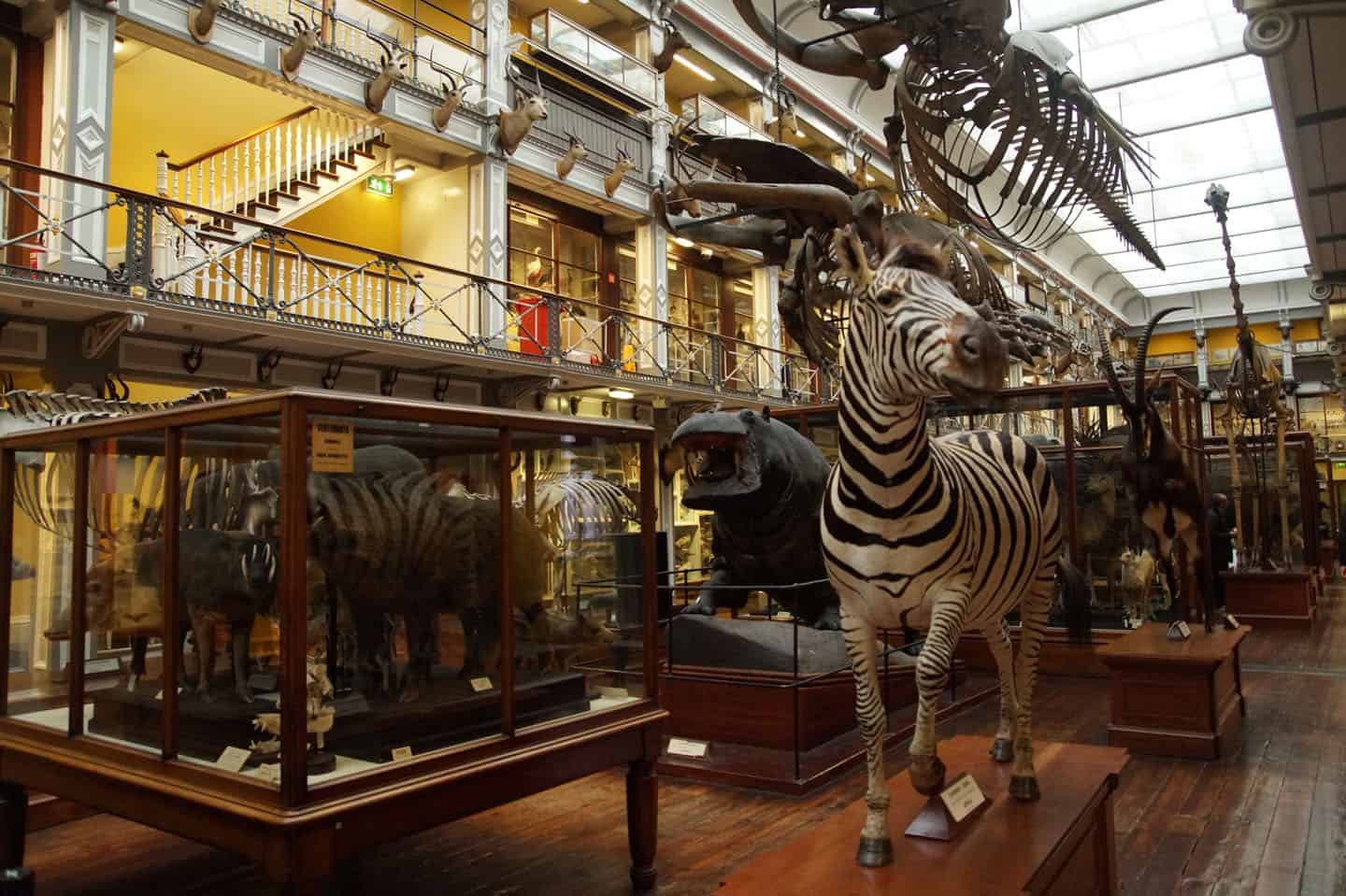 natuurhistorisch museum dublin