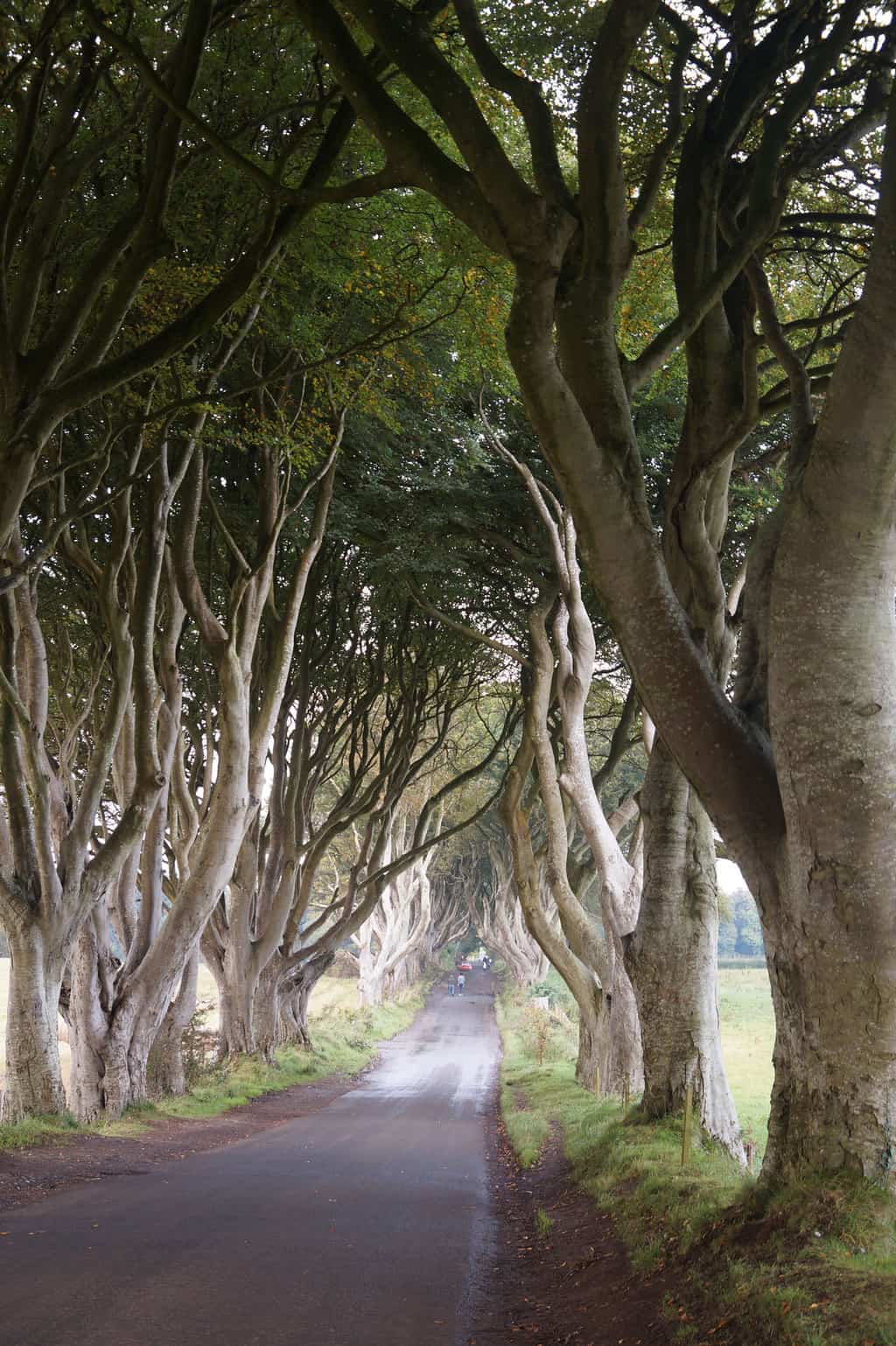 The Dark Hedges