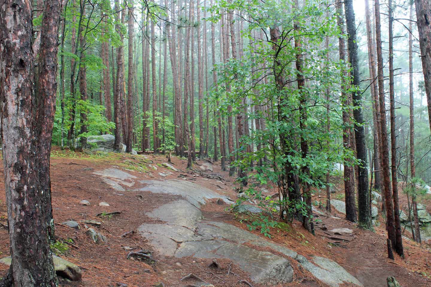 Algoquin procincial park canada