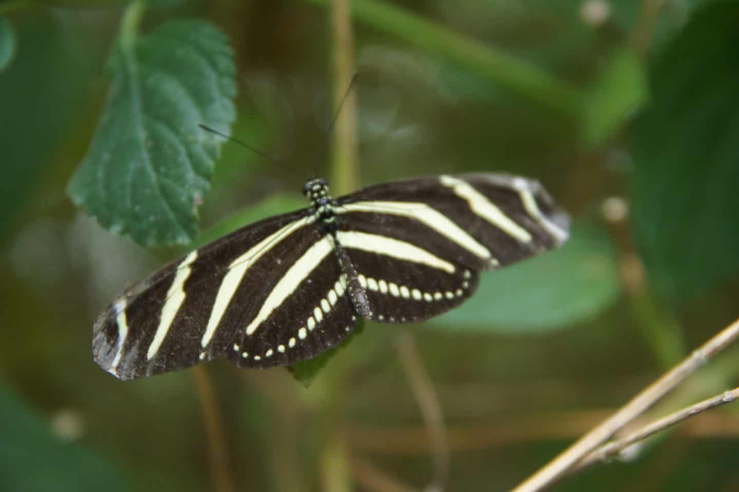 hortus botanicus amsterdam