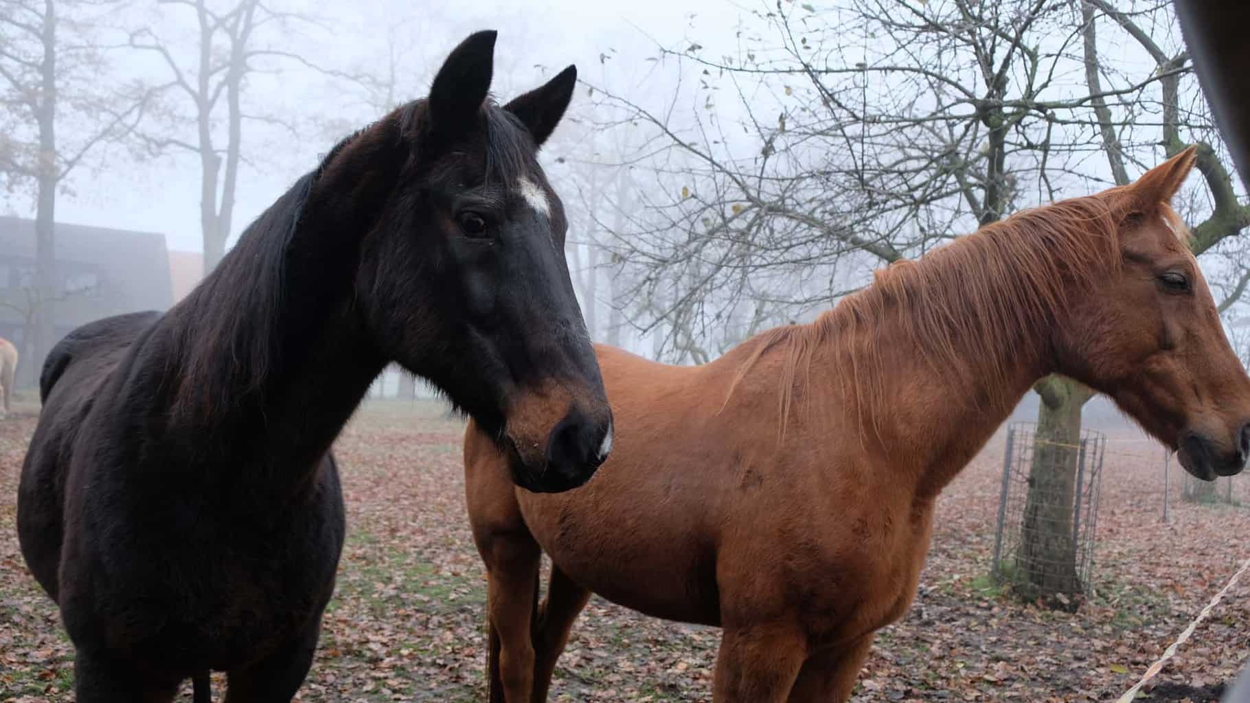 De inrichting is in een stijl die we in Nederlanders gedateerd vinden maar die je in Duitsland heel vaak tegen komt zelfs zoals hier bij relatief nieuwe accommodatie. Alles was fris en schoon, leuk voor kinderen is dat er nog wat boerderij dieren zijn zoals paarden en konijnen. Er is ook een enorme tuin met trampoline, boomhut en skelters. Binnen is er ook nog een speelhoek voor kinderen waar onze dochter niet weg te slaan was. Het onbijt dat inclusief is bestond uit verse broodjes, vleeswaren en diverse zoet beleg. Boeken die je rechtstreeks via de site.