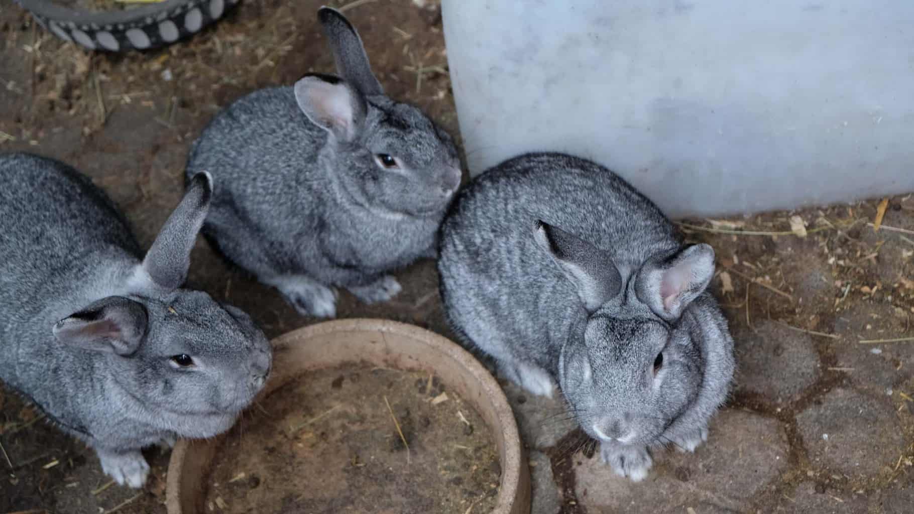 De inrichting is in een stijl die we in Nederlanders gedateerd vinden maar die je in Duitsland heel vaak tegen komt zelfs zoals hier bij relatief nieuwe accommodatie. Alles was fris en schoon, leuk voor kinderen is dat er nog wat boerderij dieren zijn zoals paarden en konijnen. Er is ook een enorme tuin met trampoline, boomhut en skelters. Binnen is er ook nog een speelhoek voor kinderen waar onze dochter niet weg te slaan was. Het onbijt dat inclusief is bestond uit verse broodjes, vleeswaren en diverse zoet beleg. Boeken die je rechtstreeks via de site.