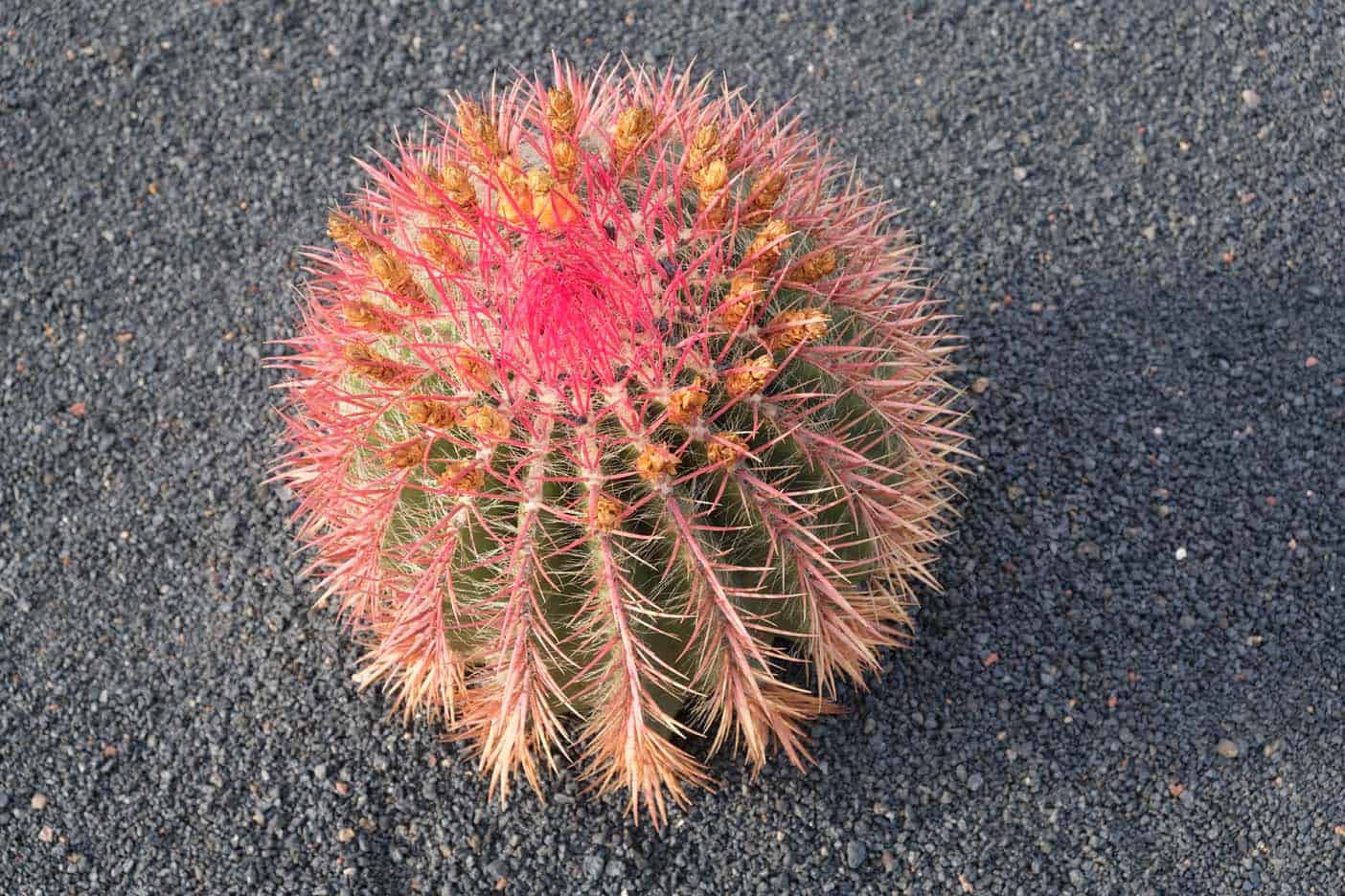 cactustuin lanzarote