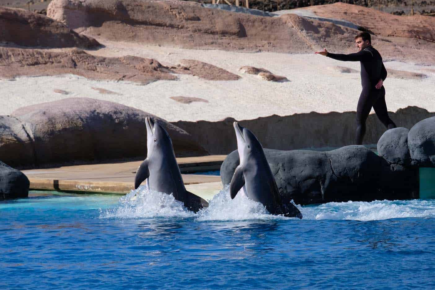 dierentuin lanzarote