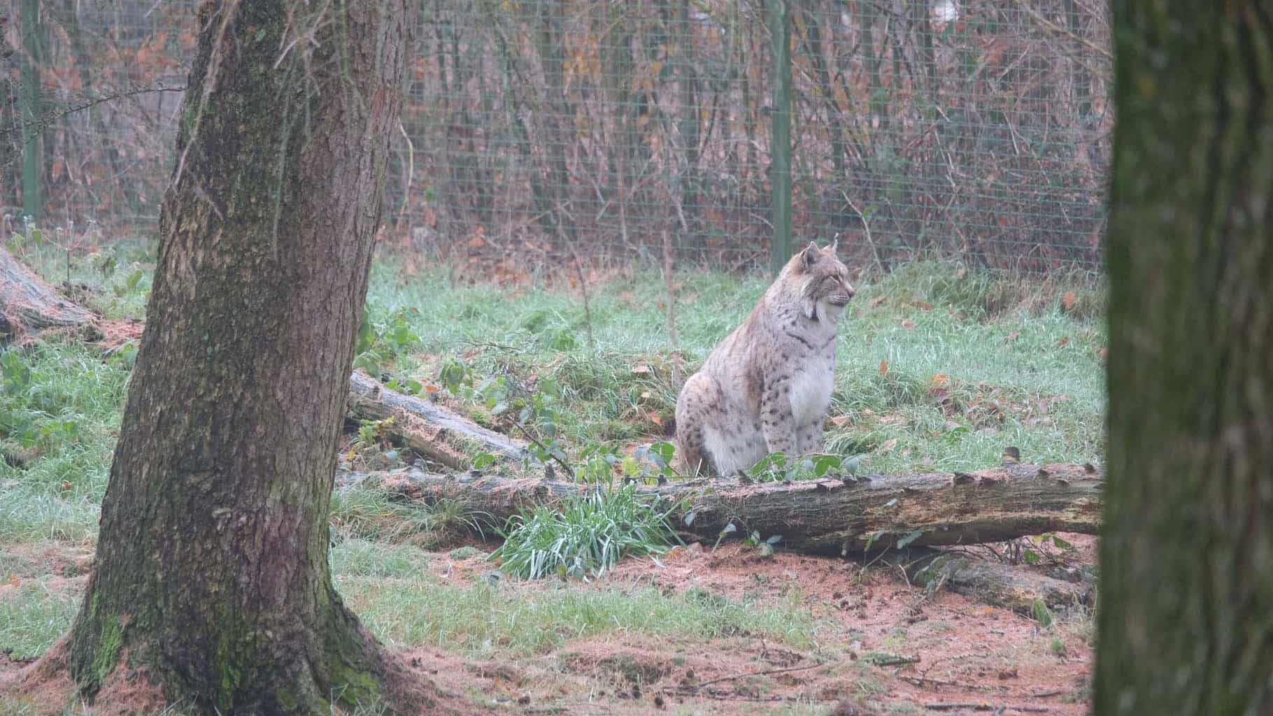 wildpark frankenhof 