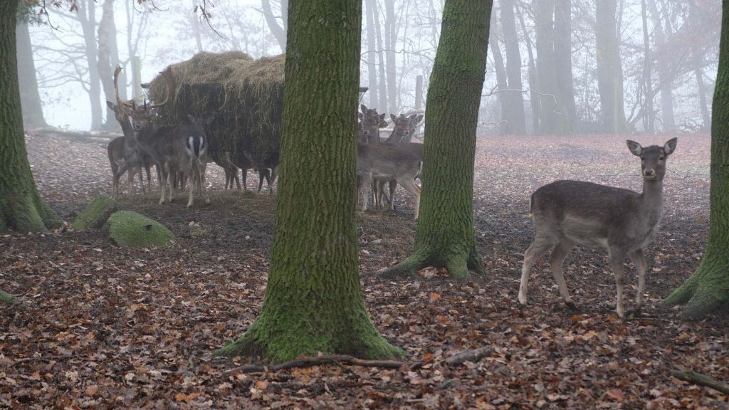 wildpark frankenhof