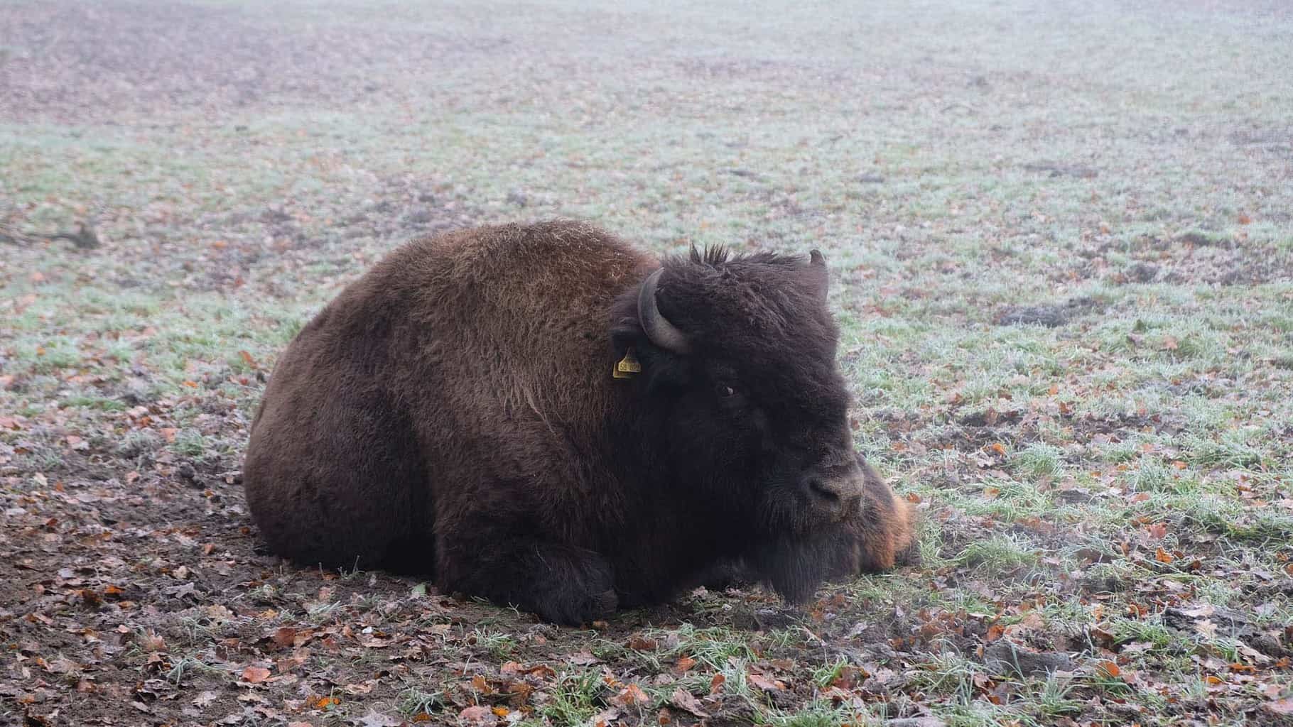 wildpark frankenhof 