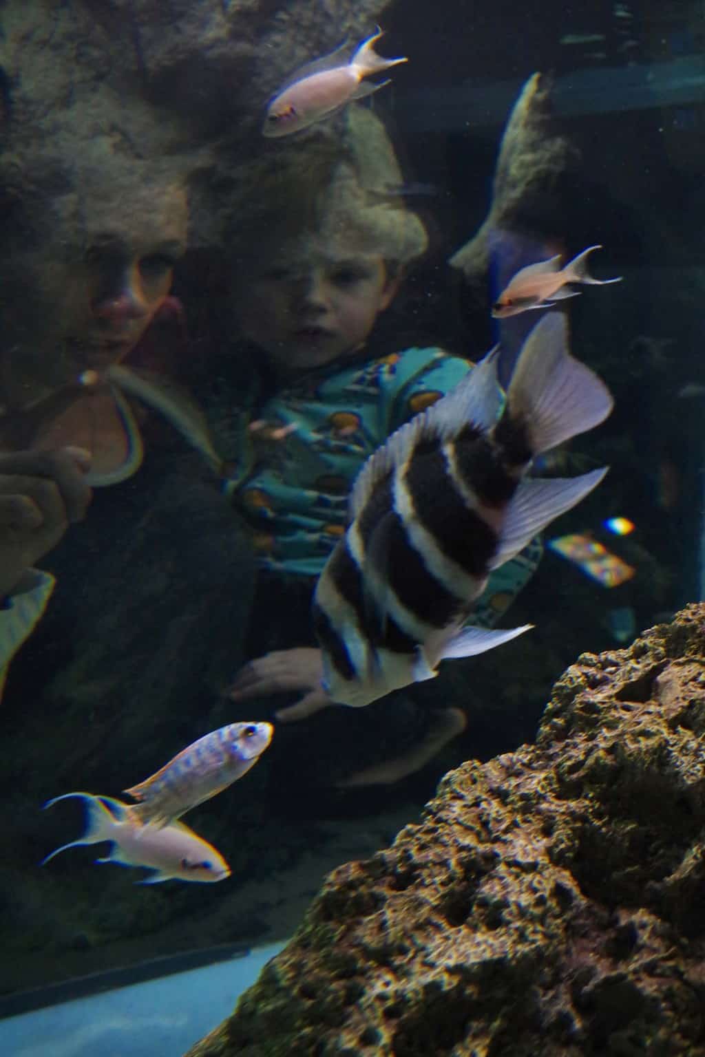 Luik belgie aquarium