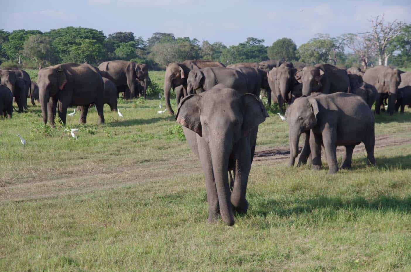 safari Sri Lanka Kaudulla 