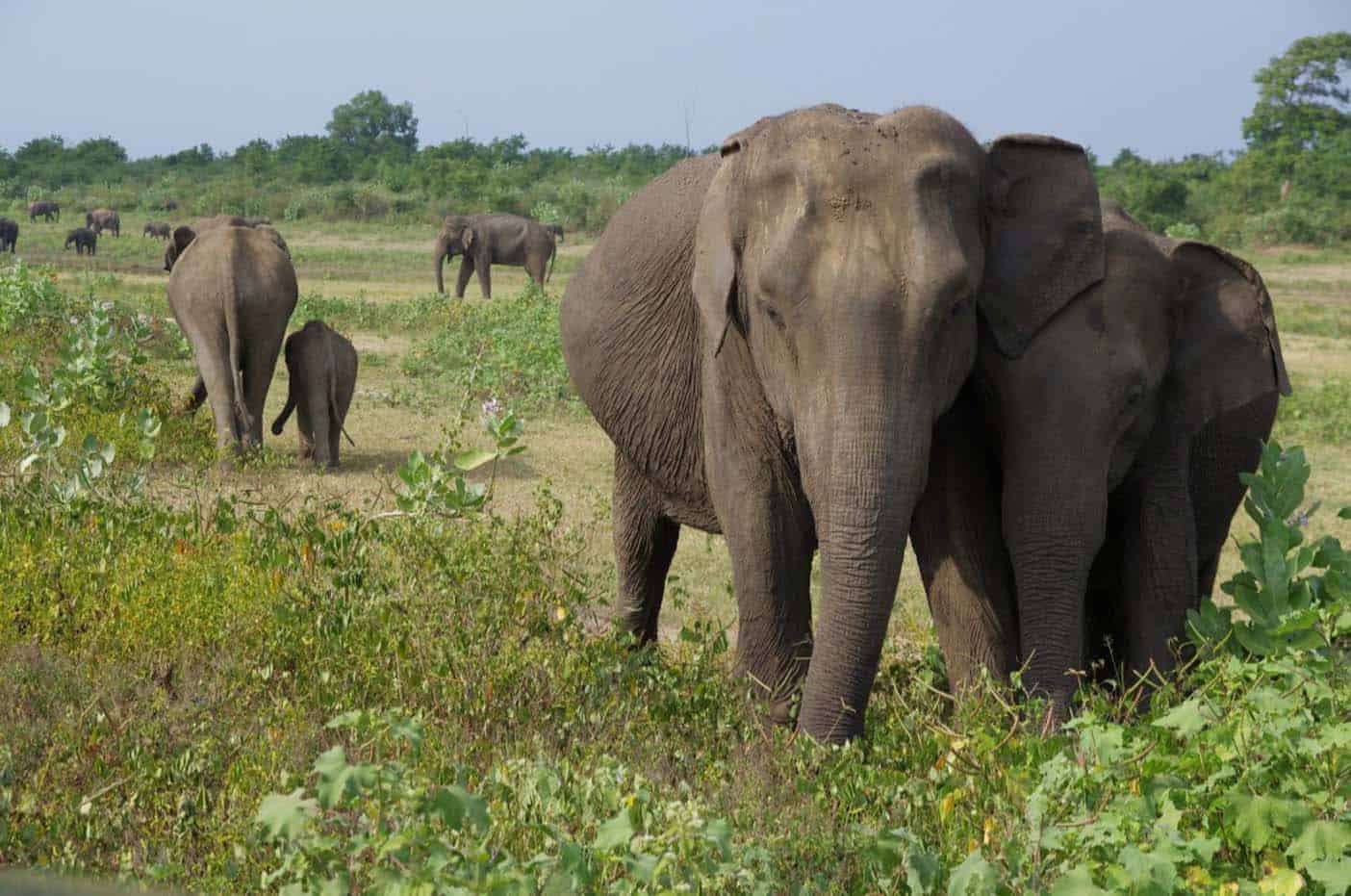 safari Sri Lanka Kaudulla 