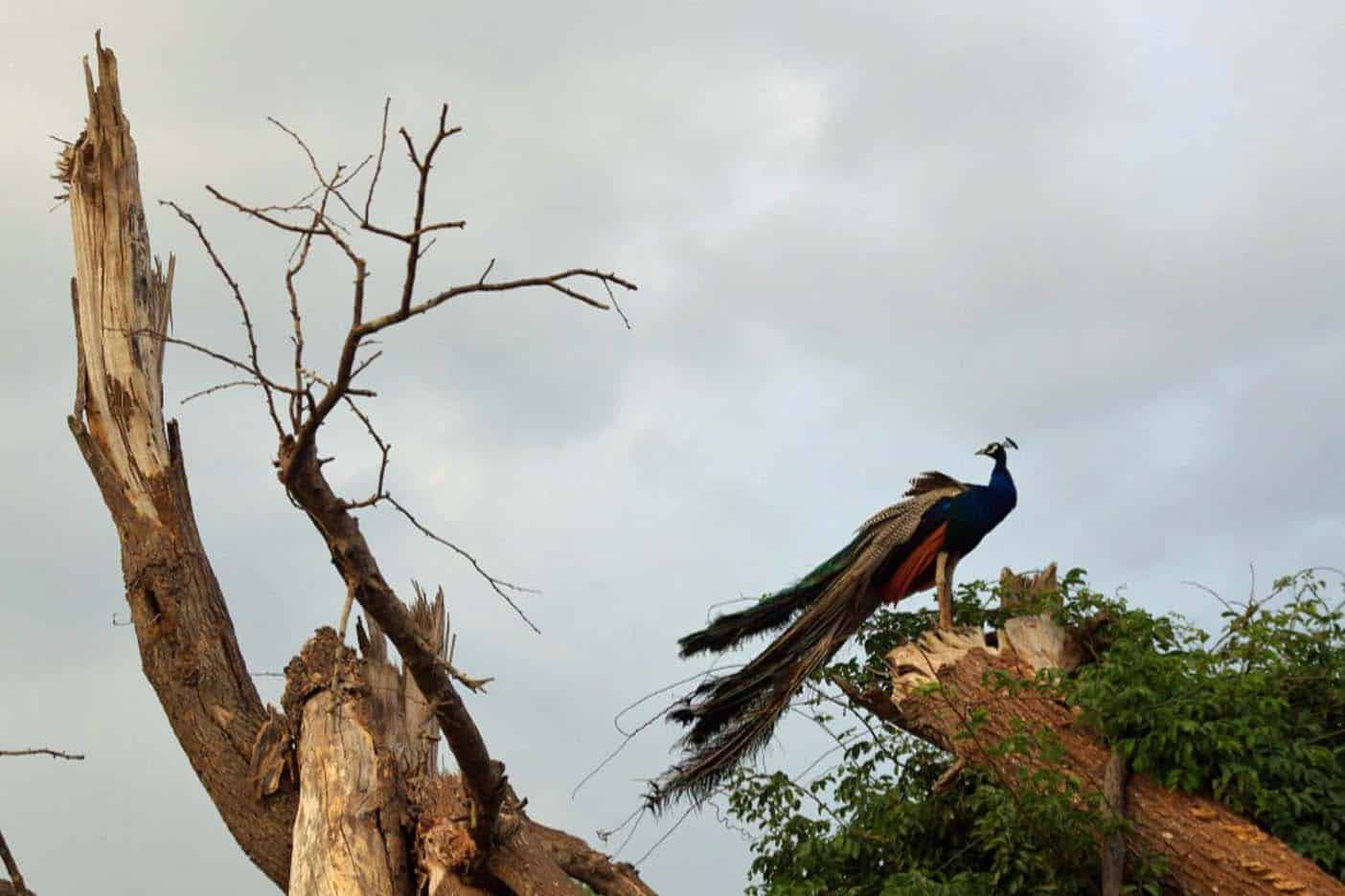 Sri Lanka Uda Walawe NP pauw