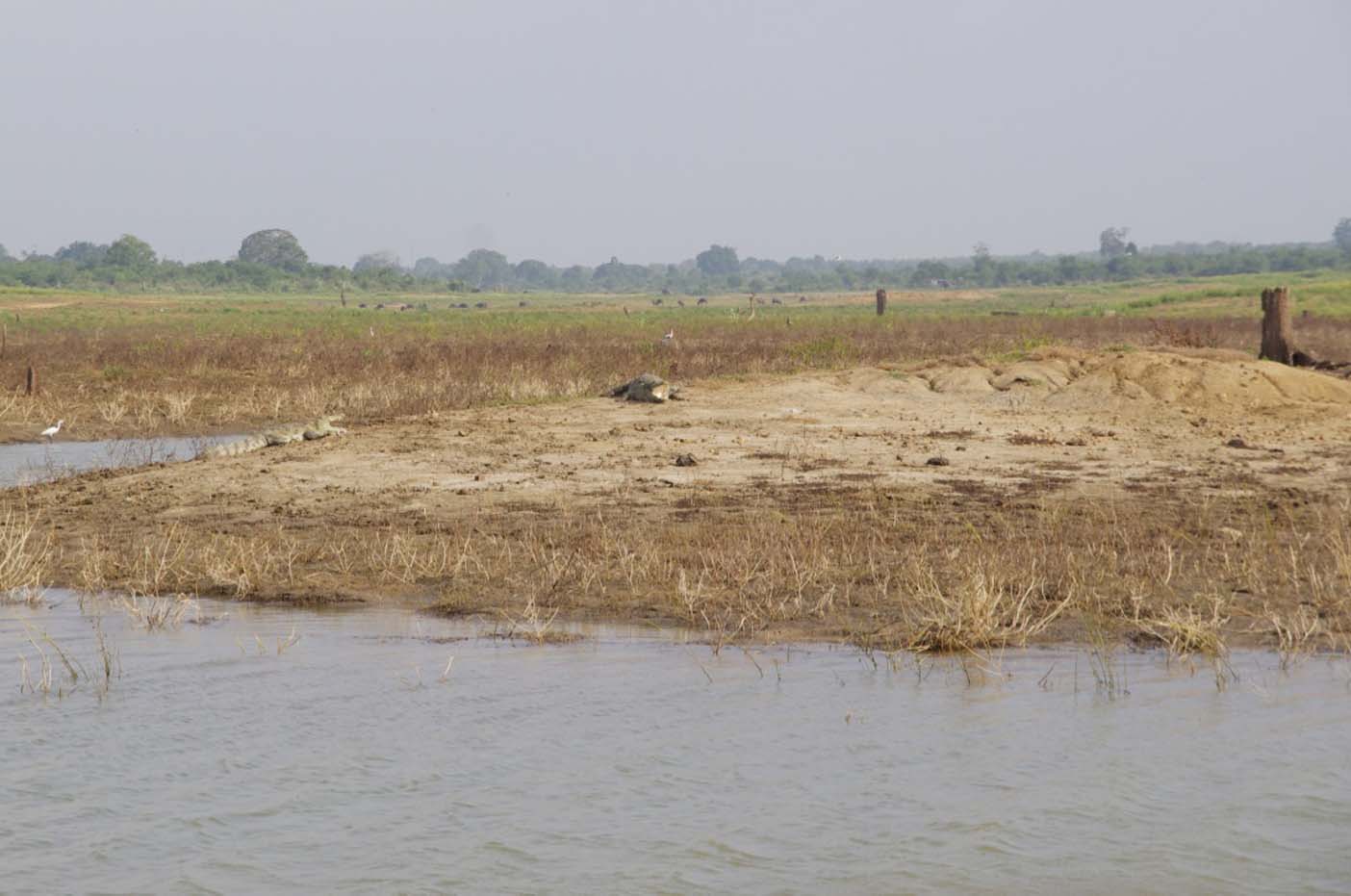 Sri Lanka Uda Walawe NP pauw