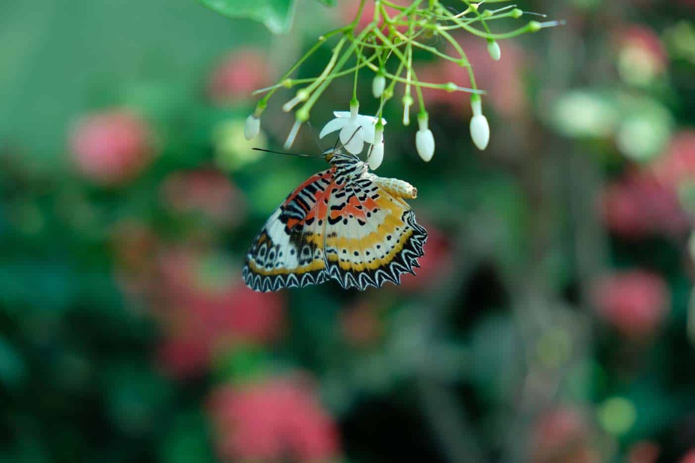 bangkok met kinderen vlindertuin